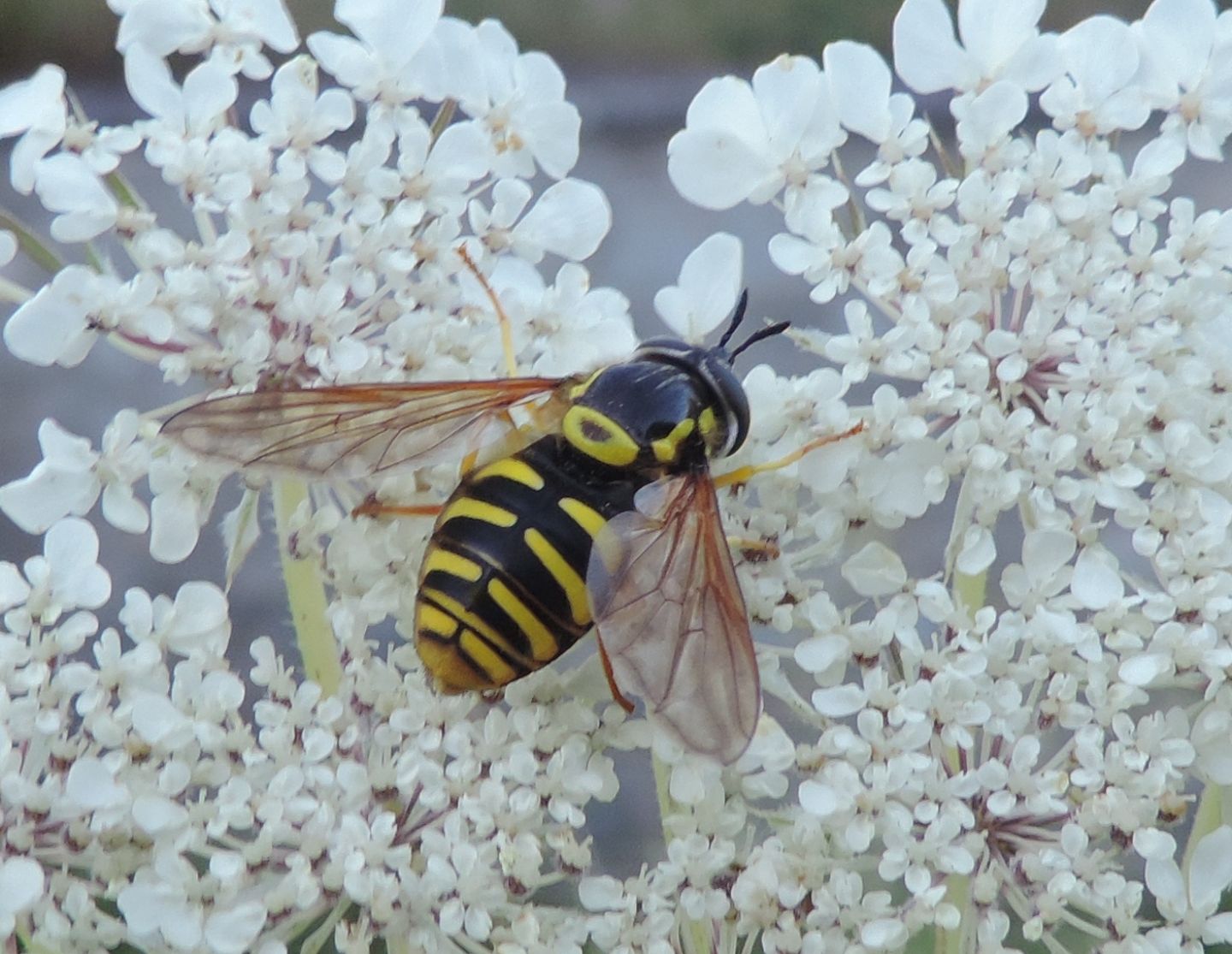 Syrphidae: Chrysotoxum cautum?   S, femmina