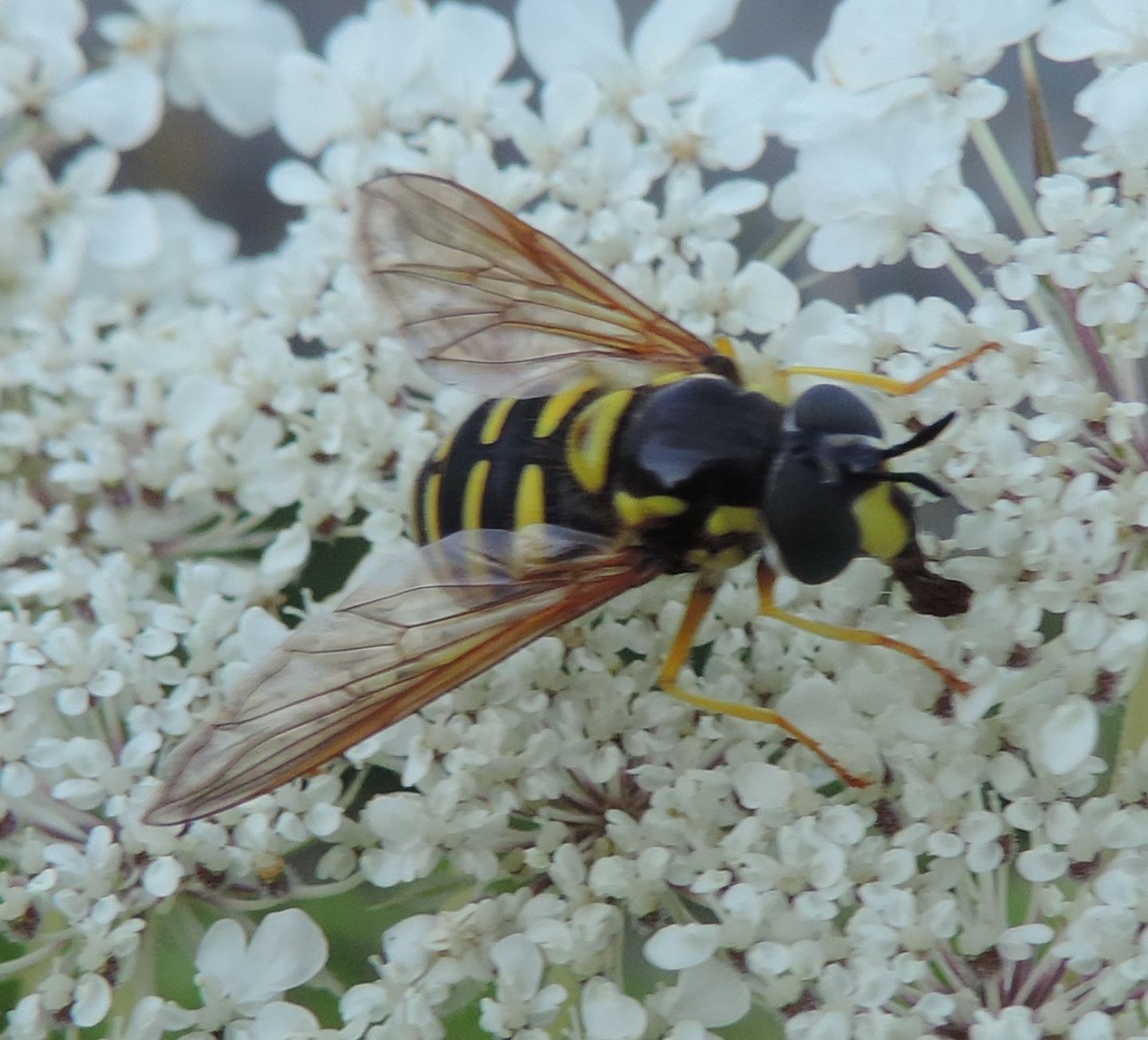 Syrphidae: Chrysotoxum cautum?   S, femmina