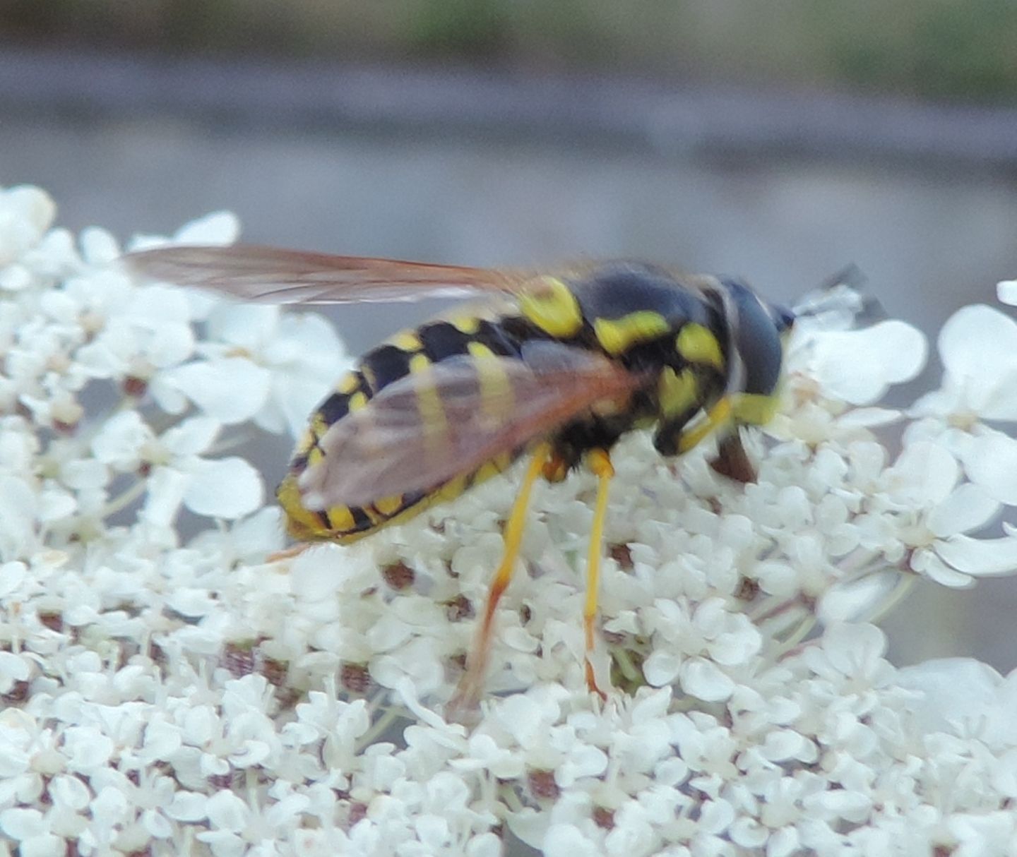 Syrphidae: Chrysotoxum cautum?   S, femmina