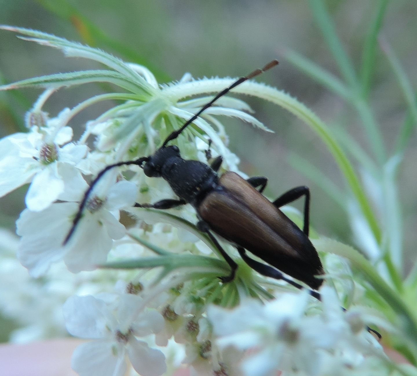 Cerambycidae: Anastrangalia cfr. dubia, maschio