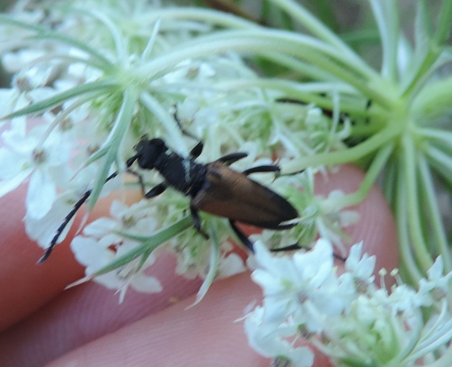 Cerambycidae: Anastrangalia cfr. dubia, maschio