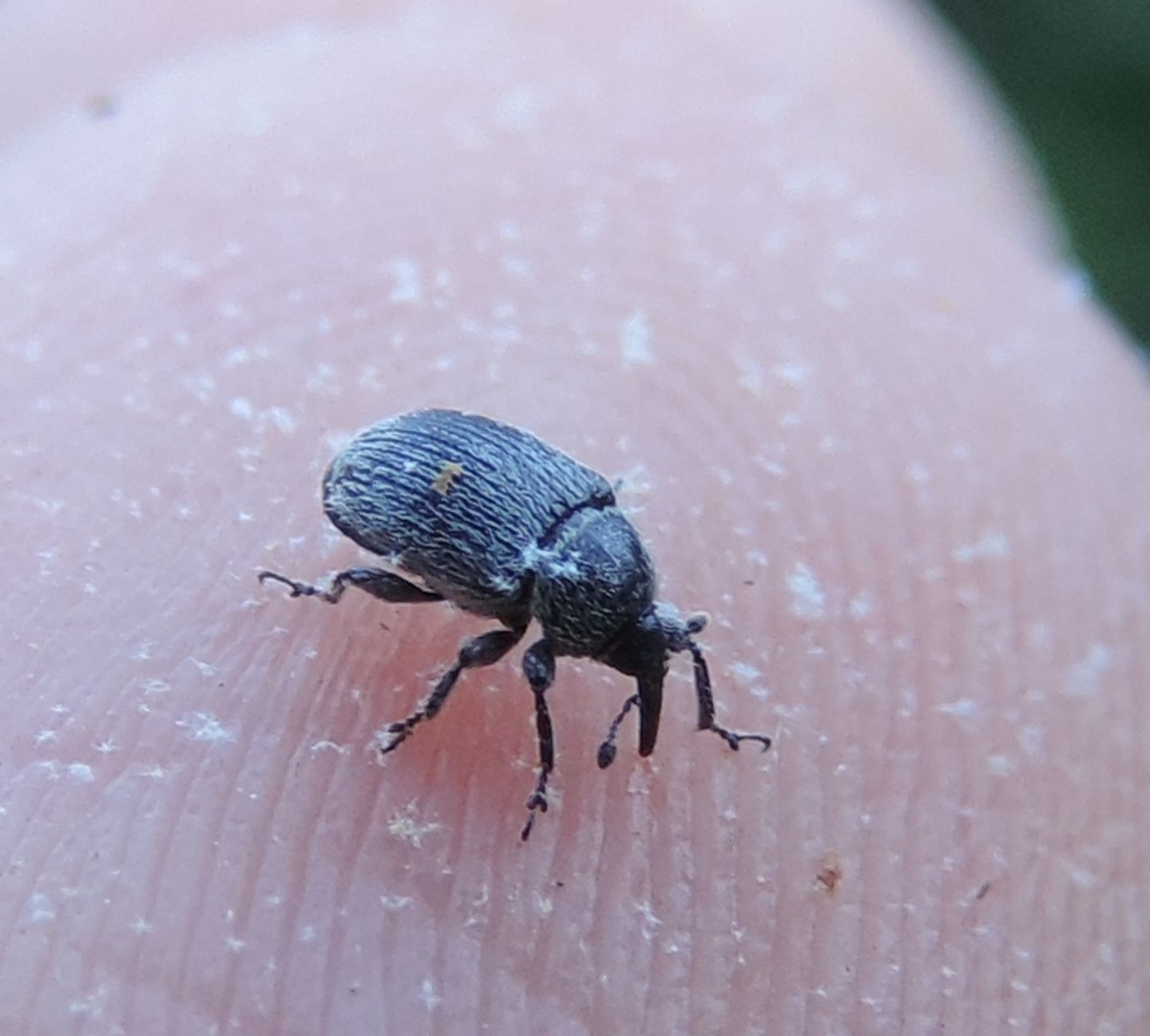 Minuscolo Curculionidae da identificare:  Rhinusa tetra