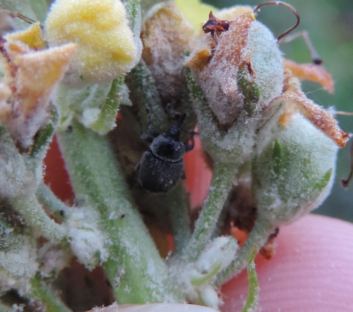 Minuscolo Curculionidae da identificare:  Rhinusa tetra