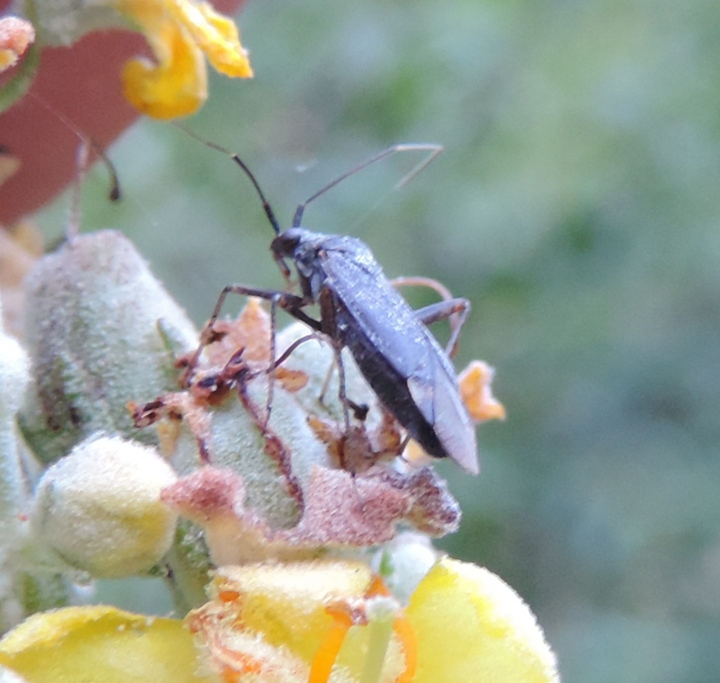 Plagiognathus arbustorum?  No, Closterotomus ventralis (Miridae)