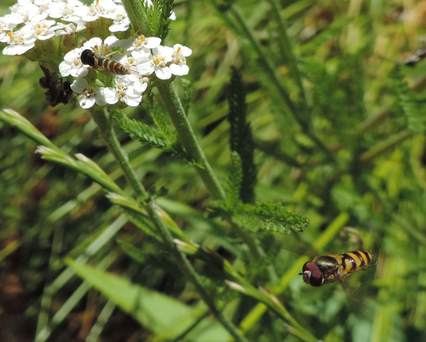 Syrphidae:   Sphaerophoria sp., femmina e Epistrophe sp, maschio