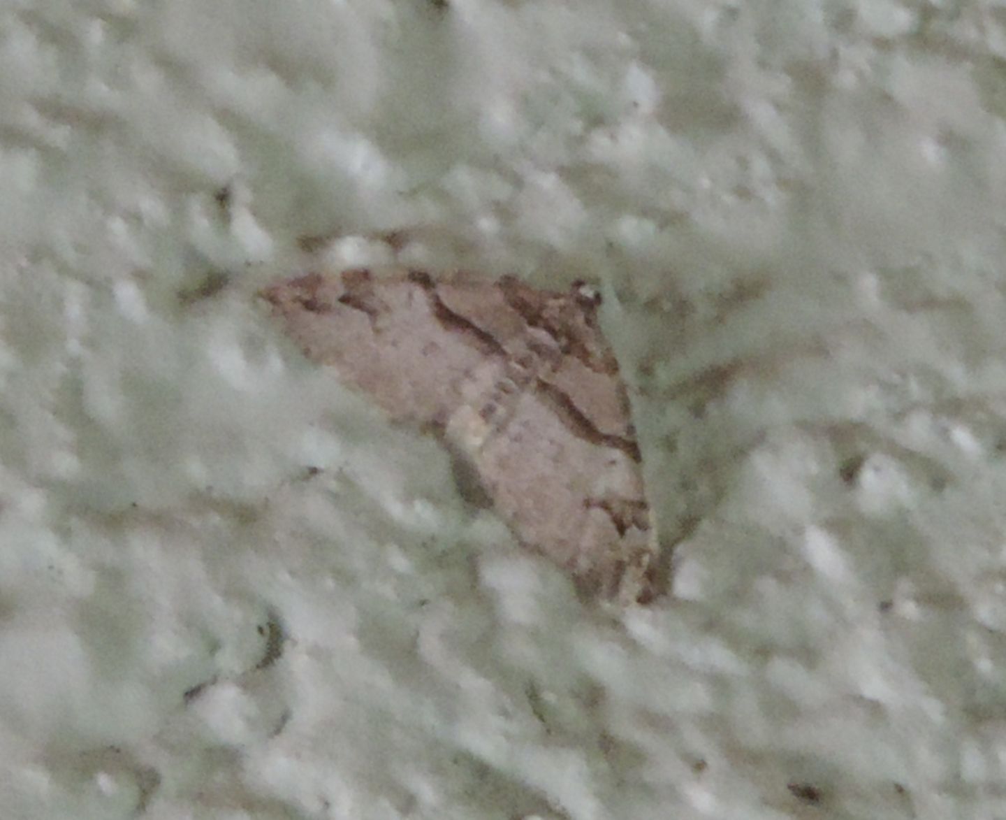 Geometridae da identificare 2 - Pareulype berberata