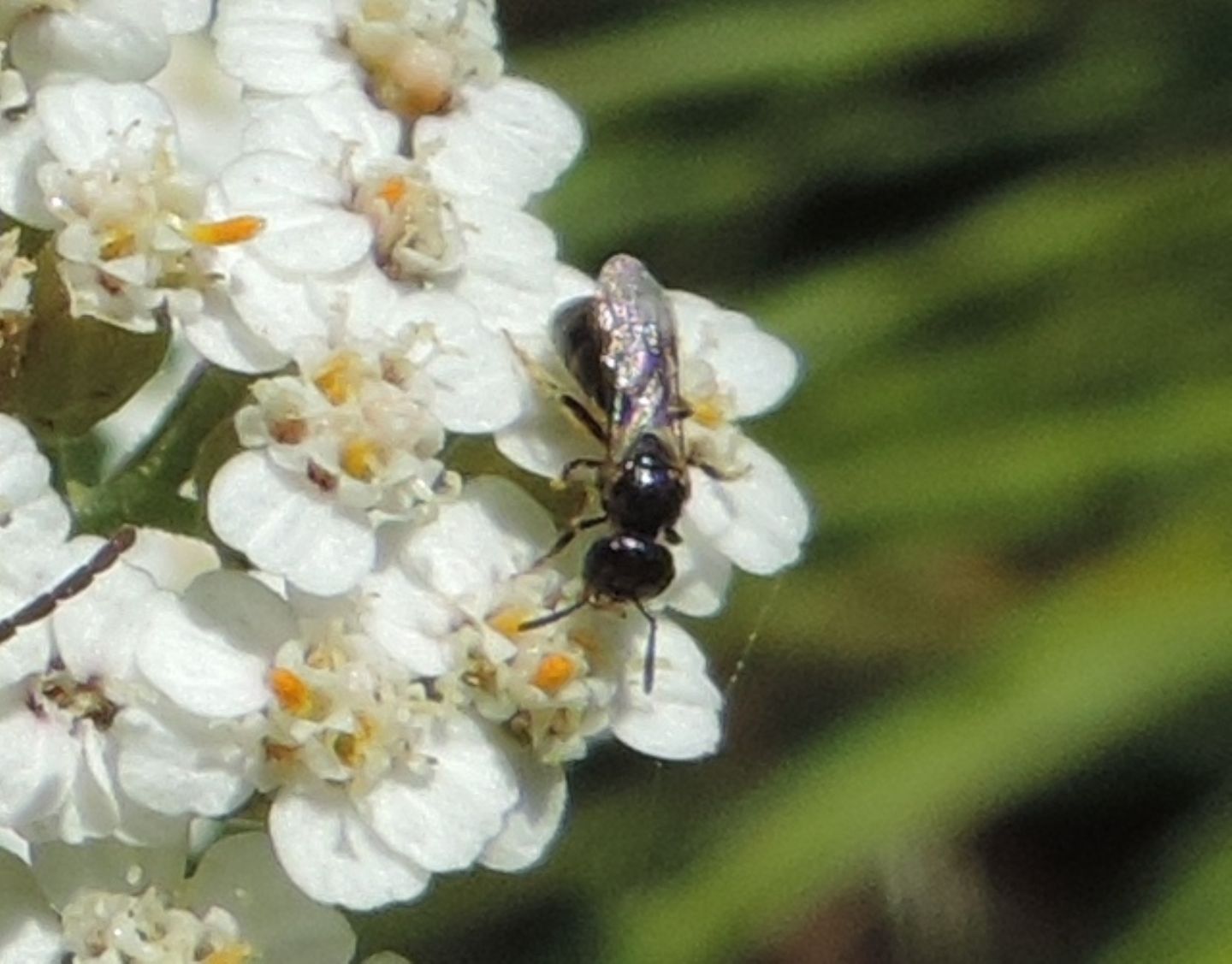 Piccolo imenottero: cfr. Ceratina sp. (Apidae)