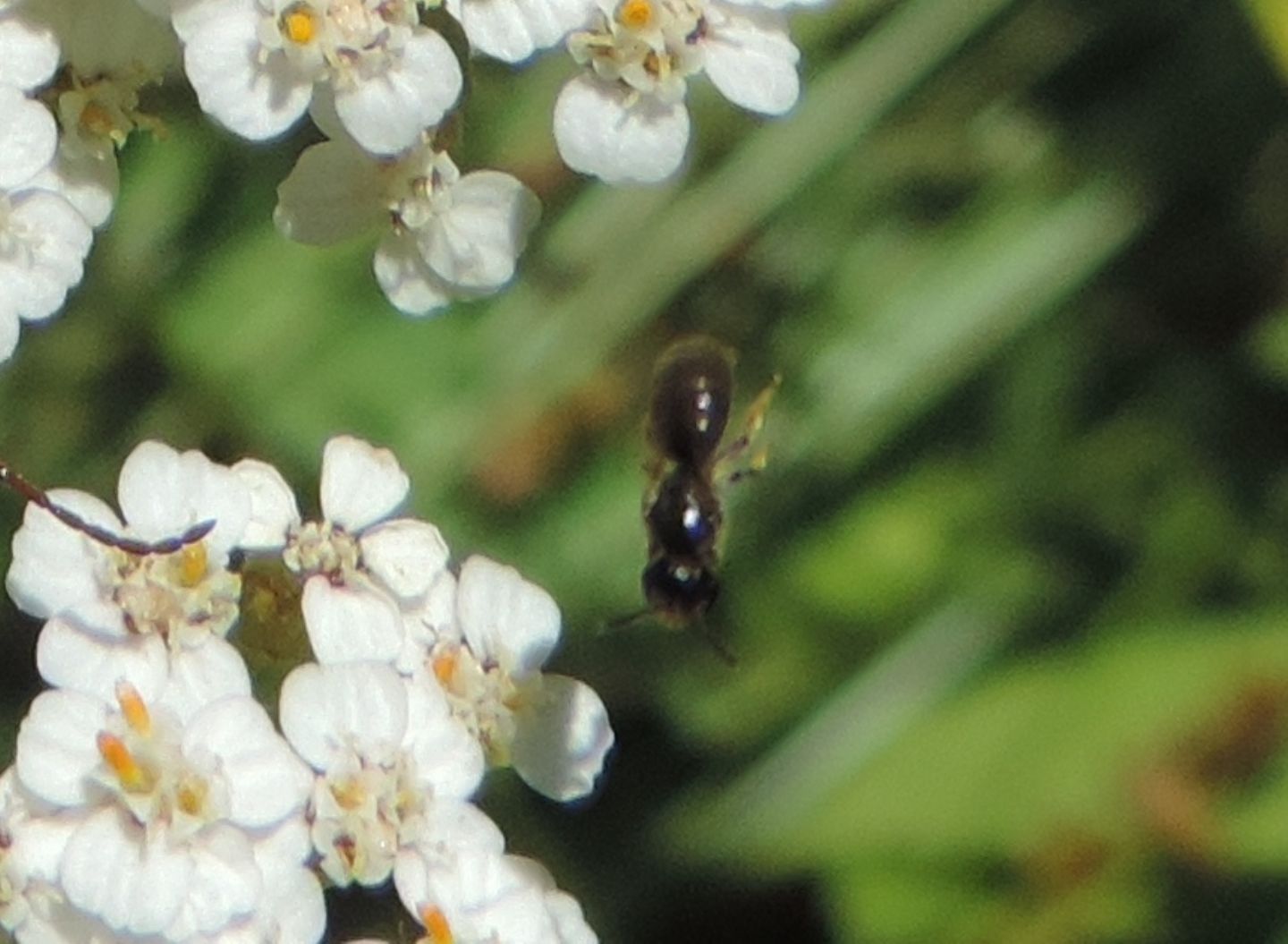 Piccolo imenottero: cfr. Ceratina sp. (Apidae)