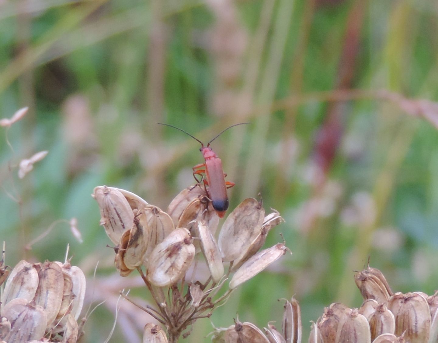 Rhagonycha fulva?