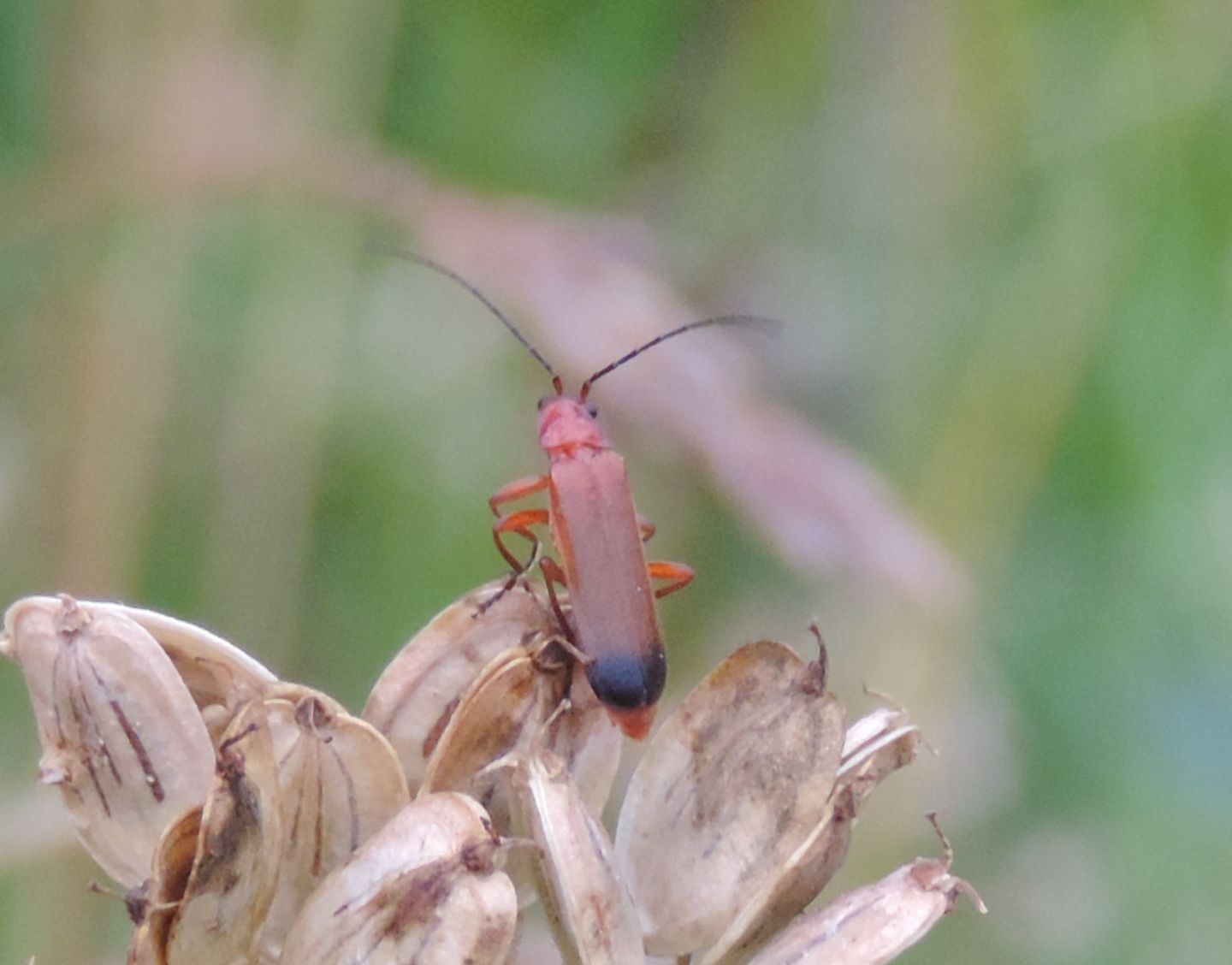 Rhagonycha fulva?