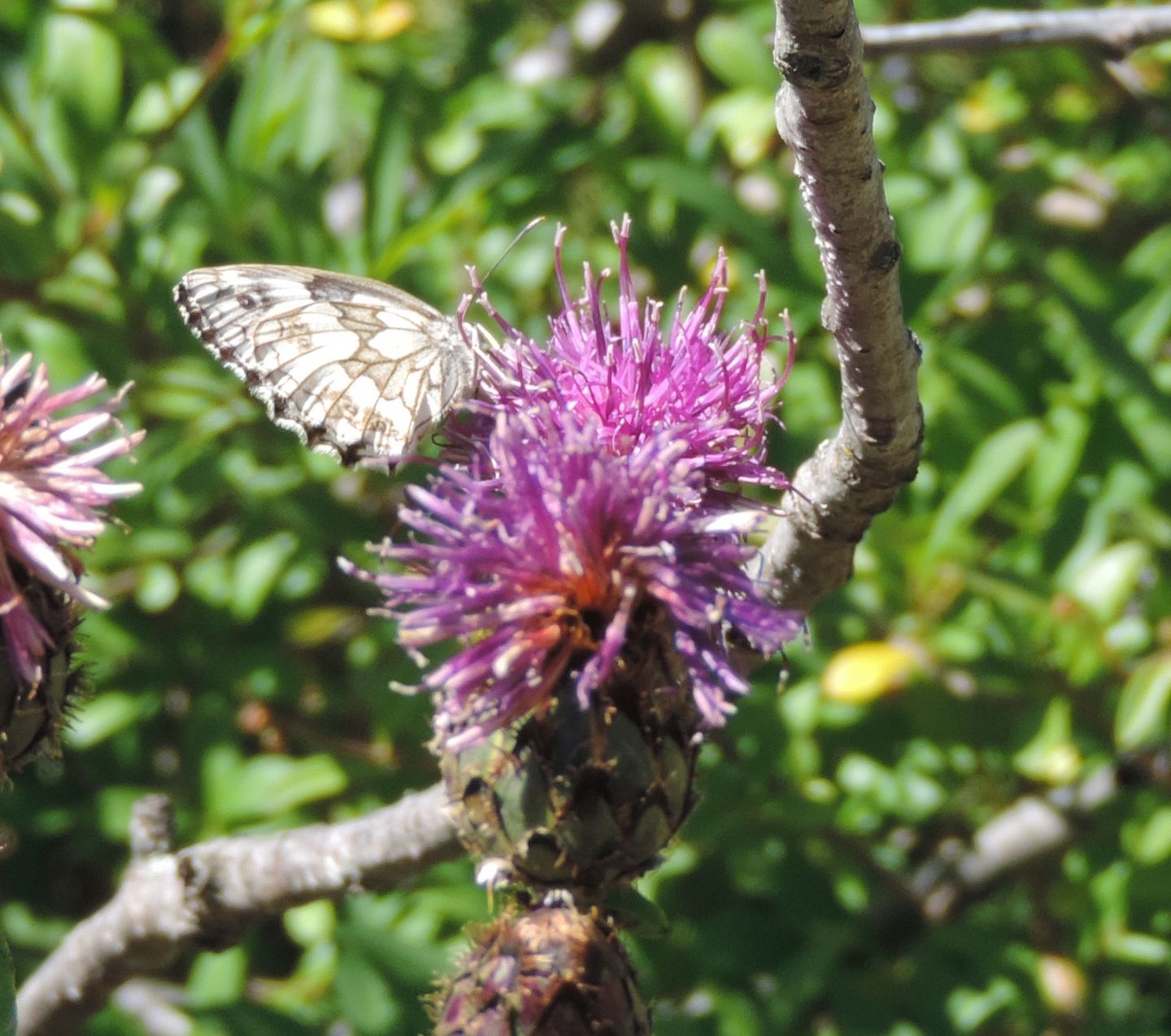 Melanargia galathea? S