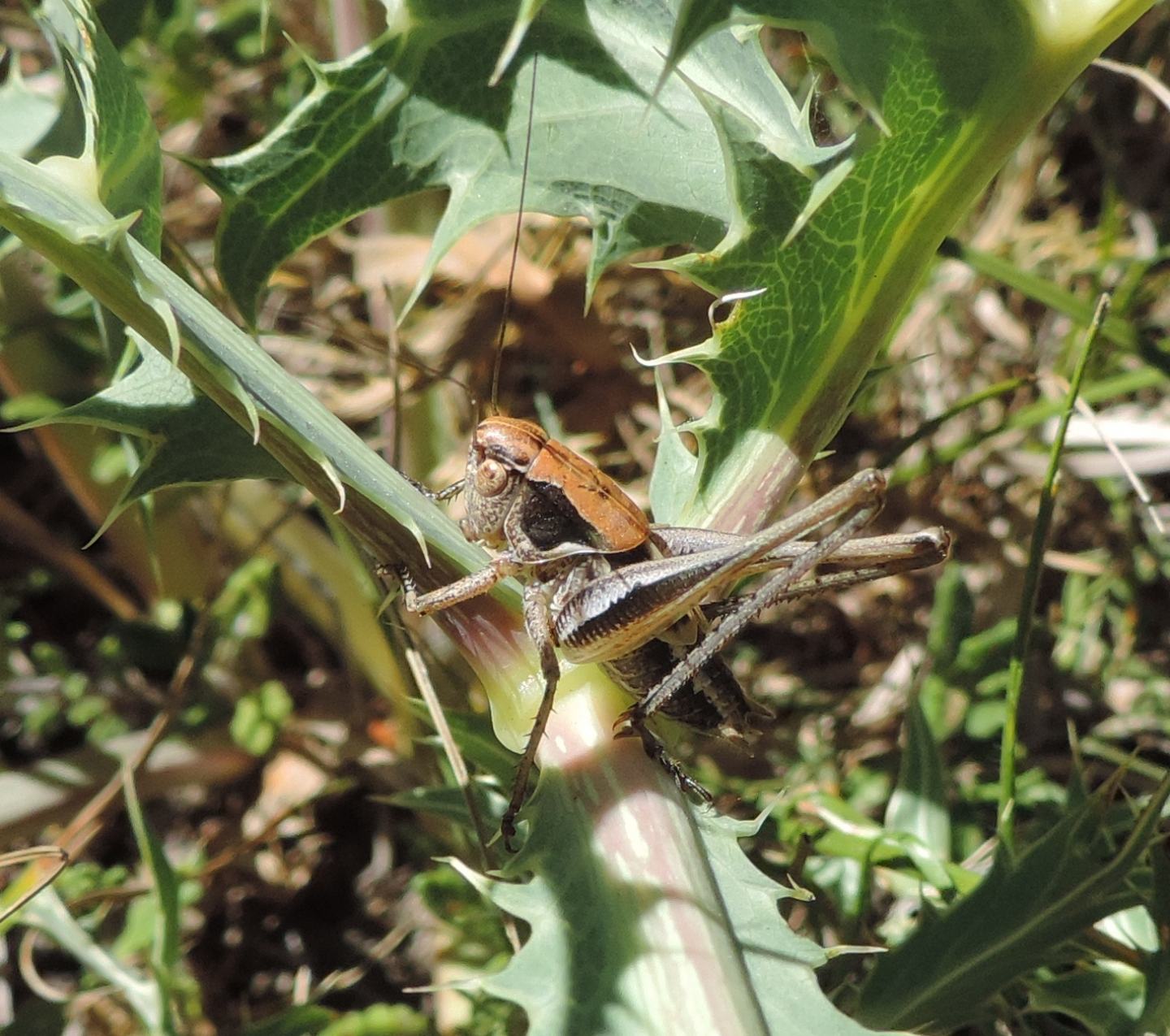 Tettigoniidae:  Platycleis cfr. grisea grisea