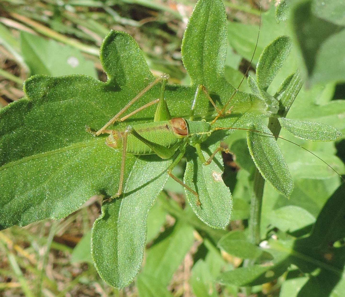 Tettigoniidae:  Leptophyes laticauda?  S, ma Phaneropteridae