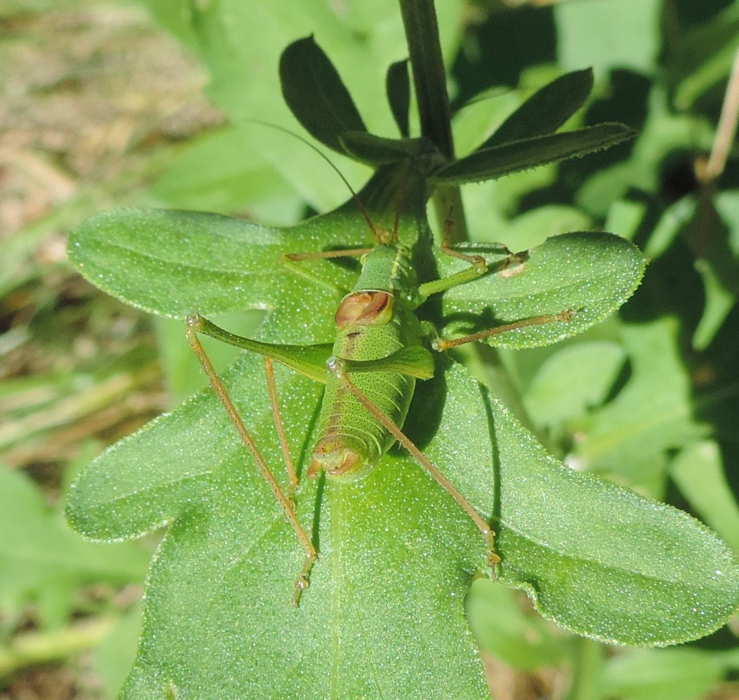 Tettigoniidae:  Leptophyes laticauda?  S, ma Phaneropteridae