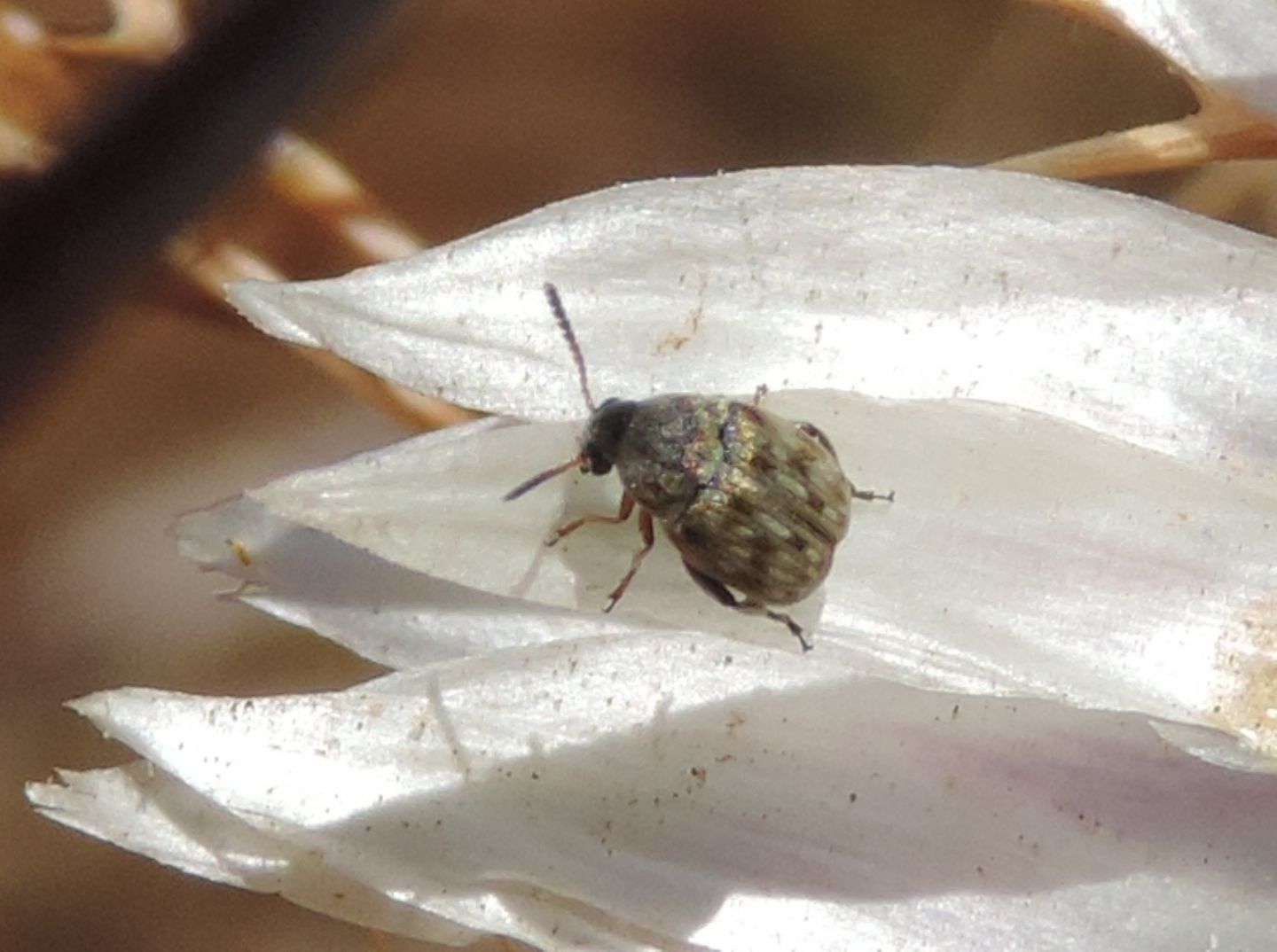 Chrysomelidae Bruchinae?  S, Bruchidius sp.