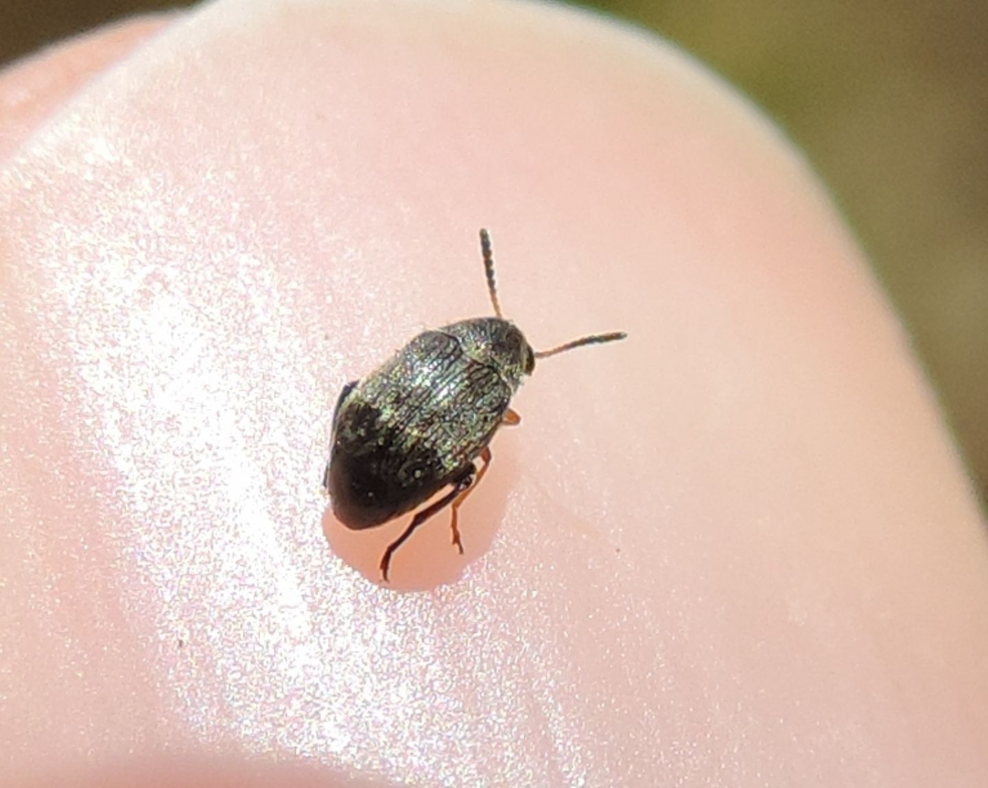 Chrysomelidae Bruchinae?  S, Bruchidius sp.