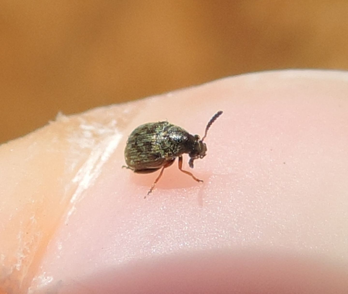 Chrysomelidae Bruchinae?  S, Bruchidius sp.