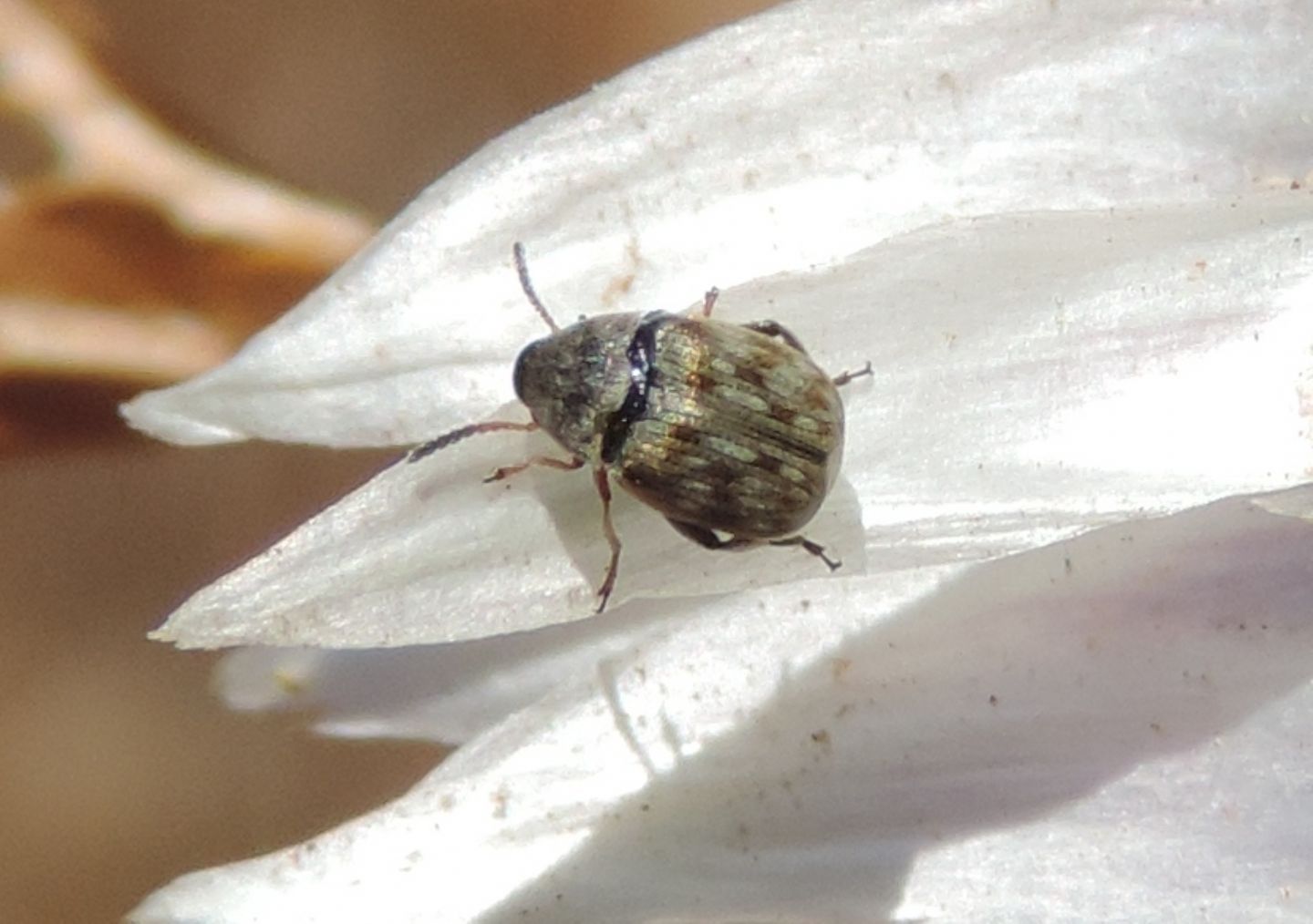 Chrysomelidae Bruchinae?  S, Bruchidius sp.