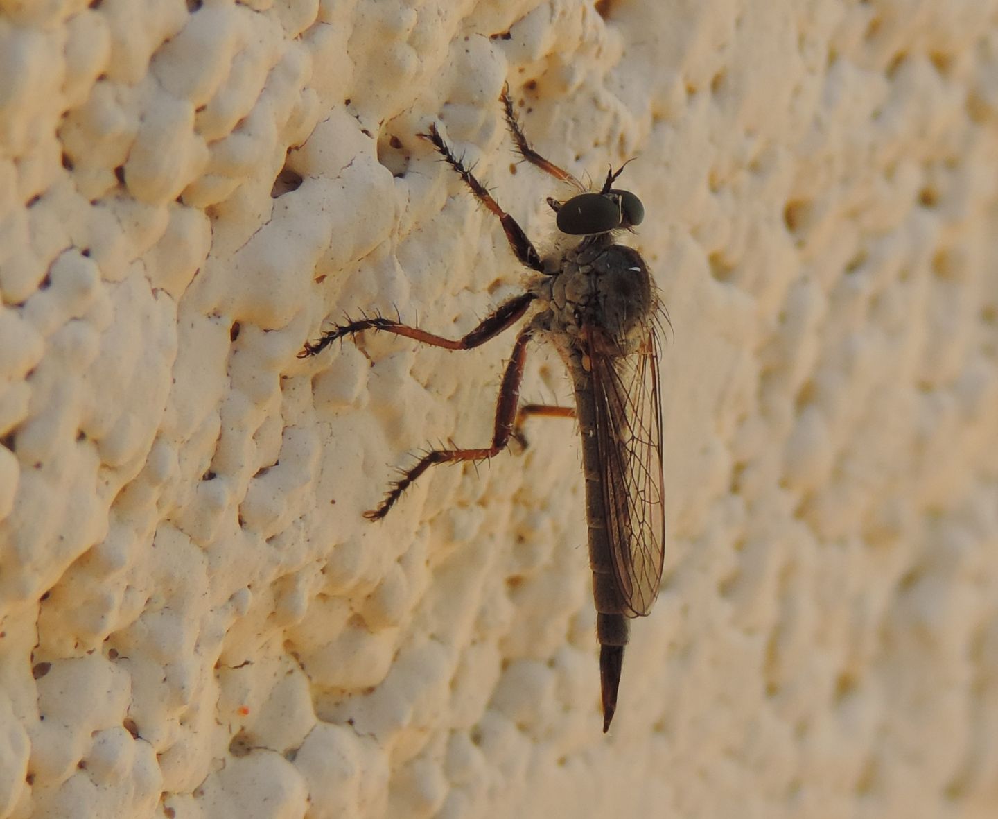 Tolmerus? No, Neomochtherus sp.