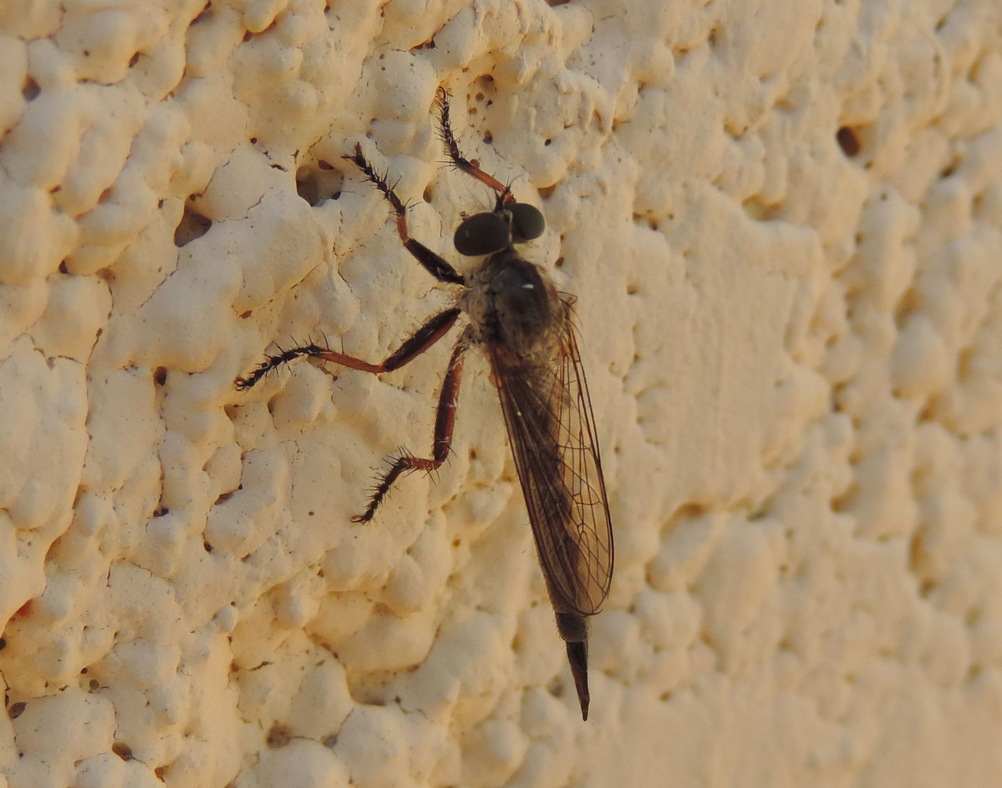 Tolmerus? No, Neomochtherus sp.