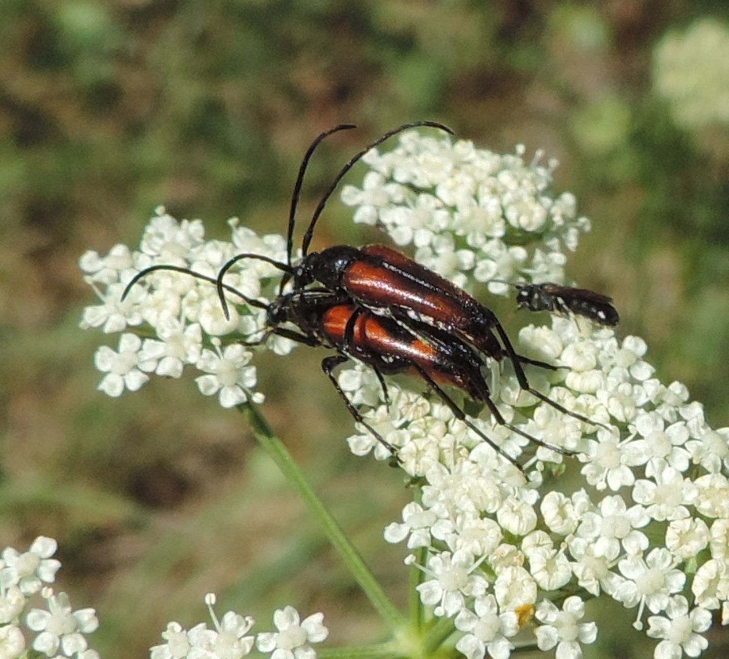 Cerambycidae: Stenurella?  S, Stenurella bifasciata