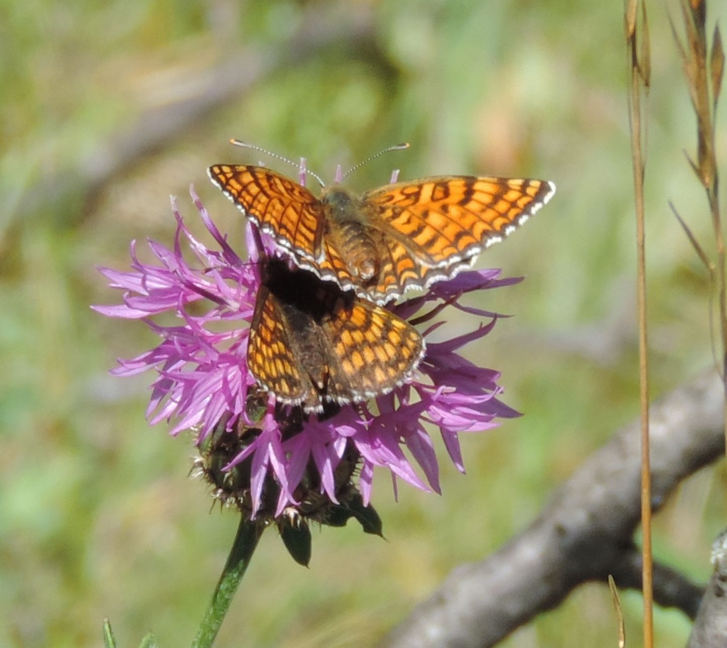 Una Melitaea o due?