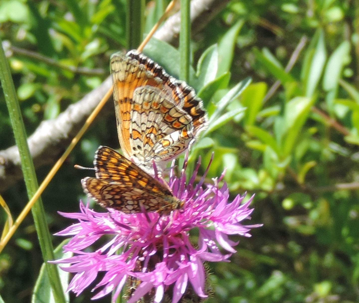 Una Melitaea o due?