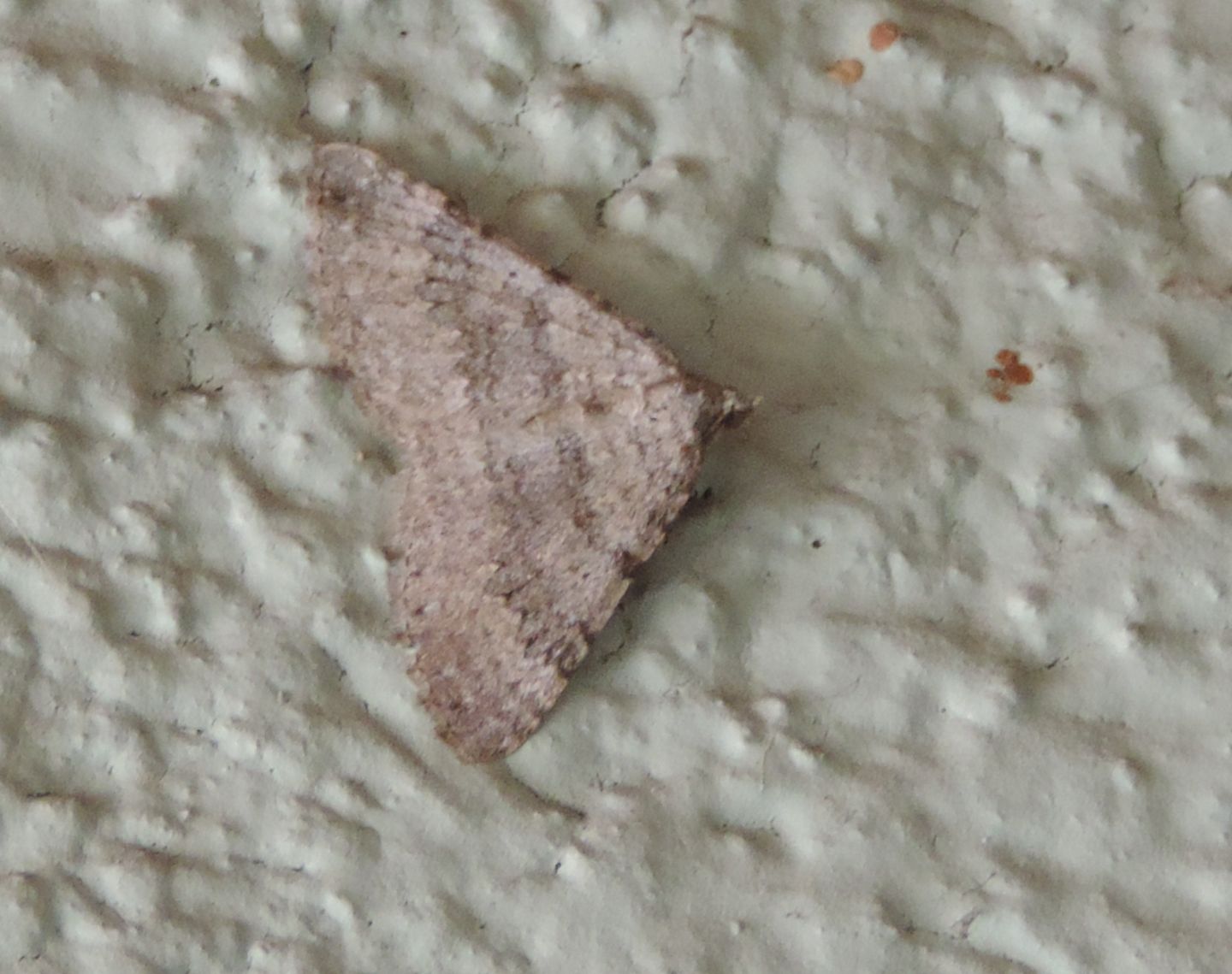 Geometridae da identificare - Scotopteryx (cfr.) bipunctaria