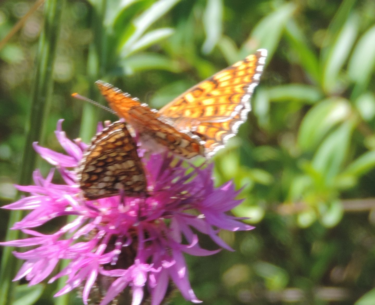 Una Melitaea o due?