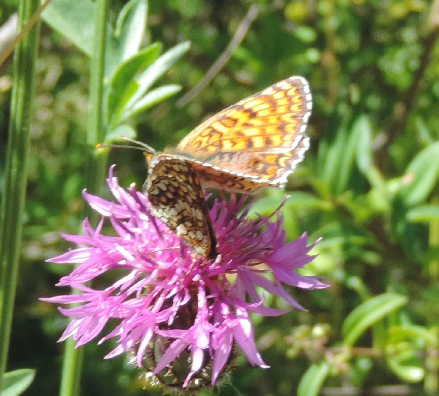 Una Melitaea o due?