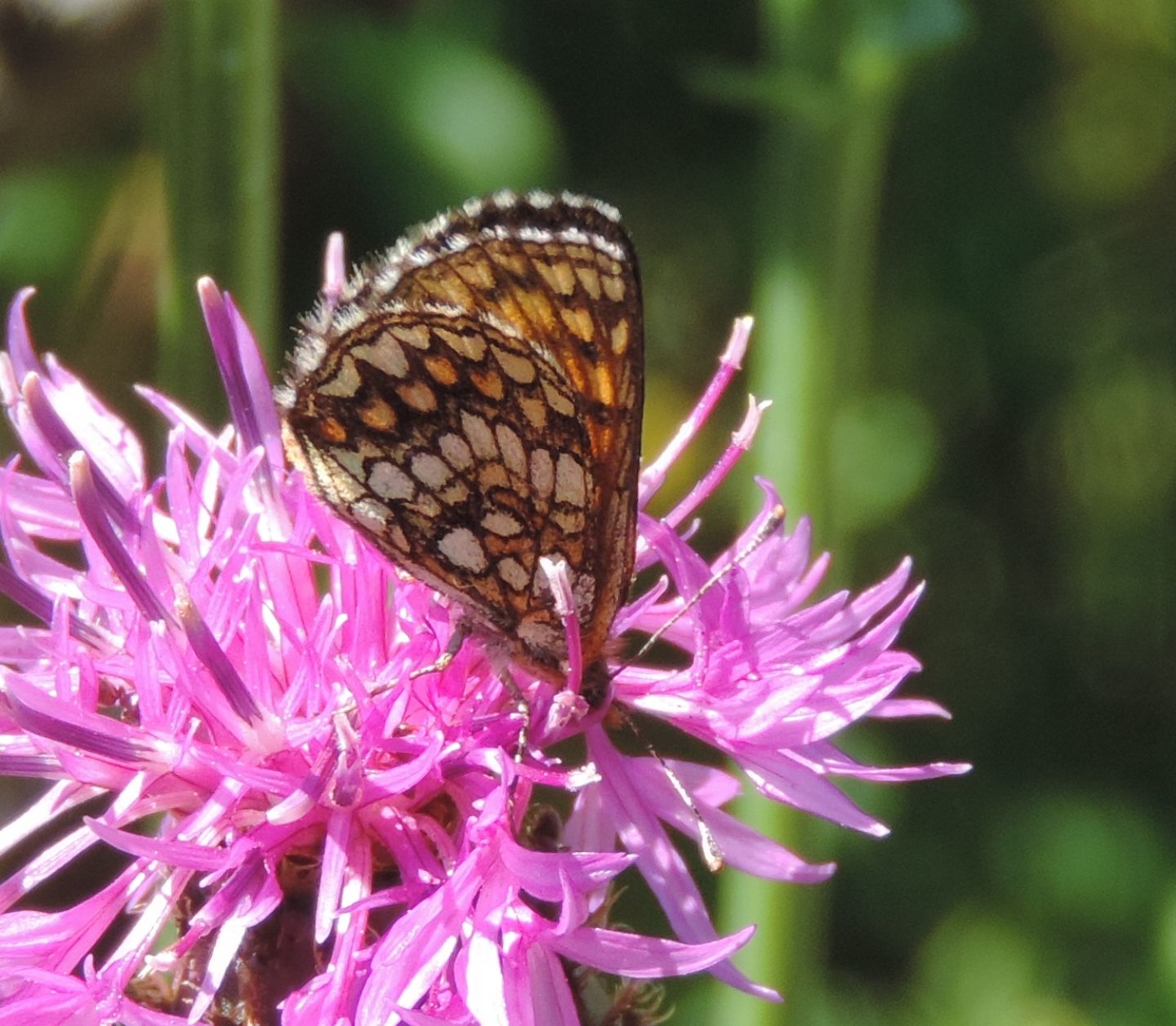 Una Melitaea o due?