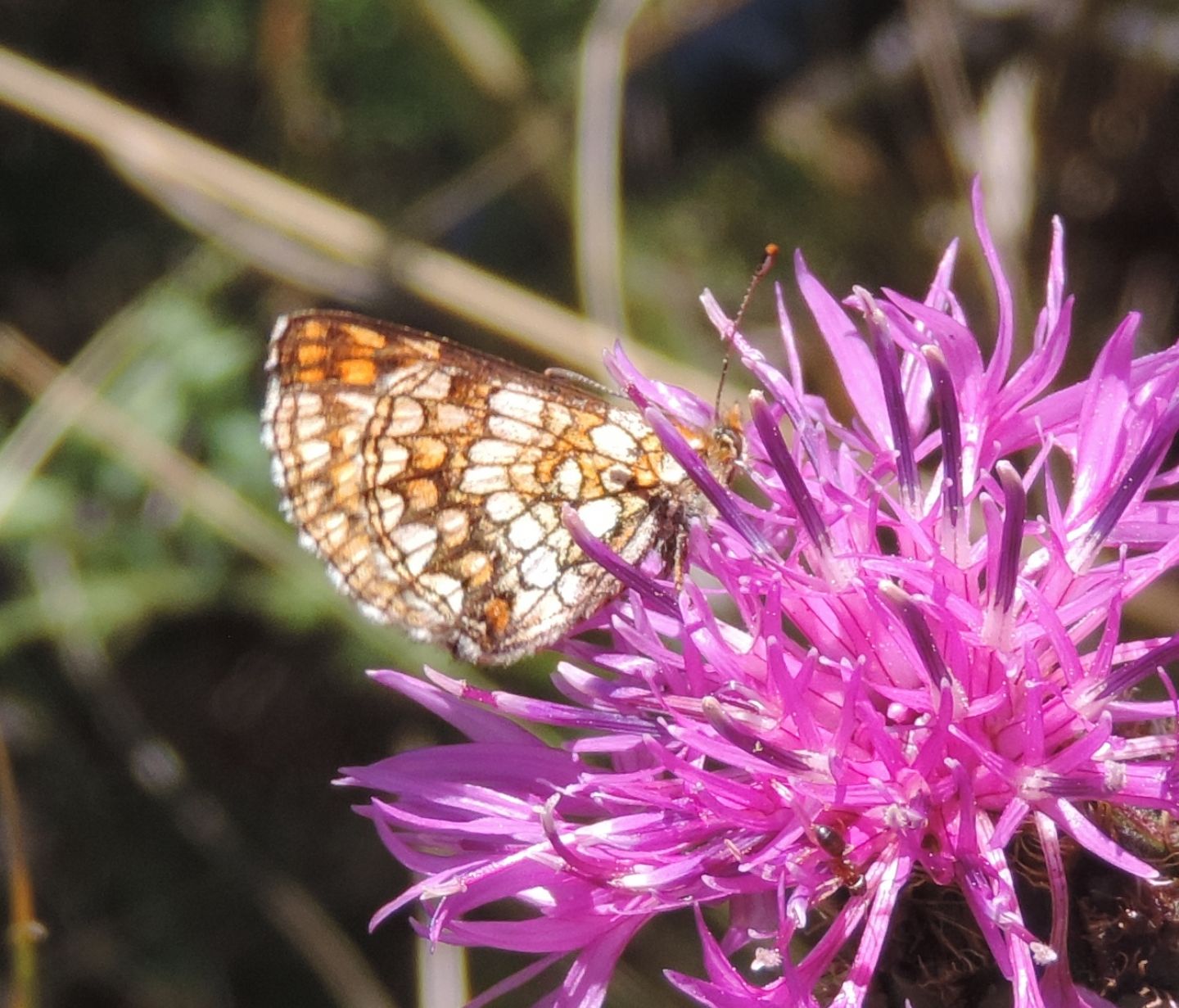 Una Melitaea o due?