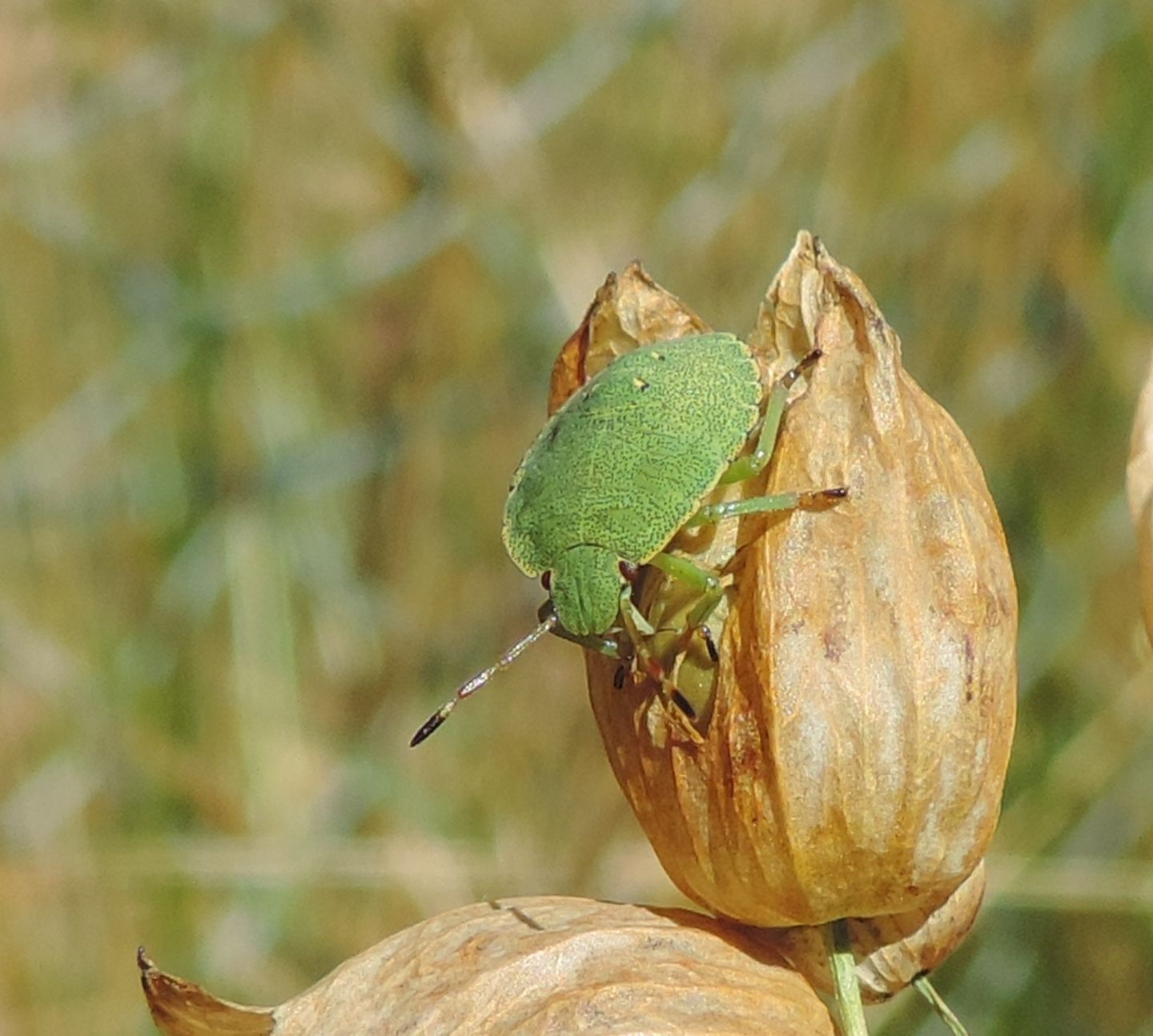 Pentatomidae: neanide di Palomena sp.