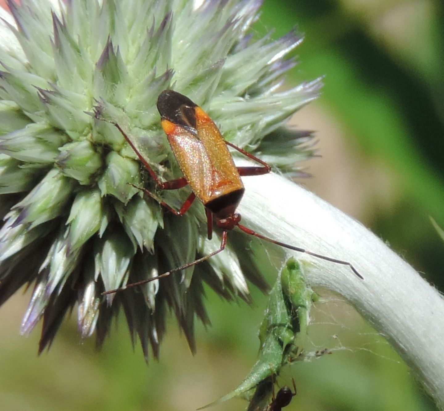 Miridae:  Adelphocoris vandalicus?  S !