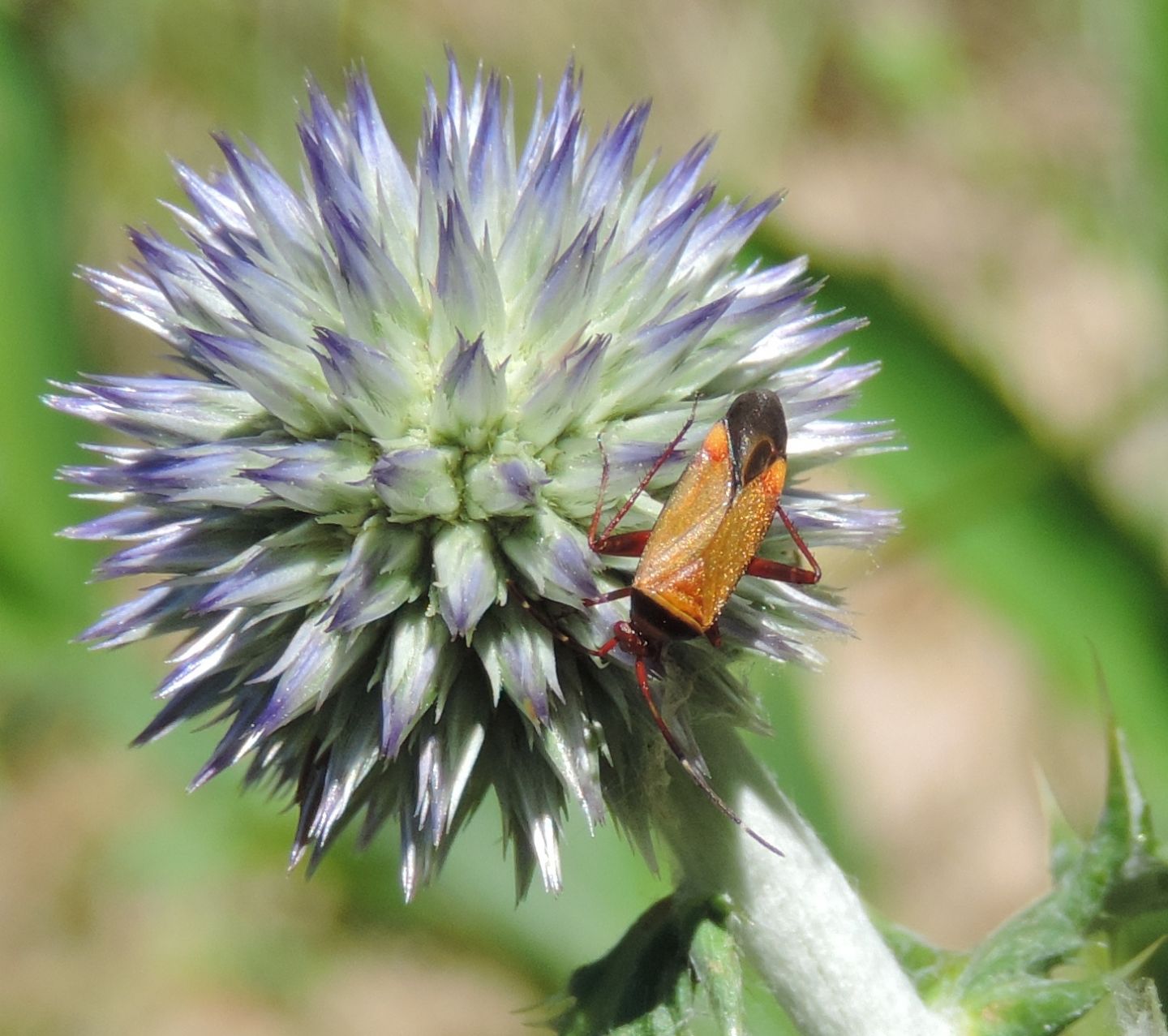 Miridae:  Adelphocoris vandalicus?  S !