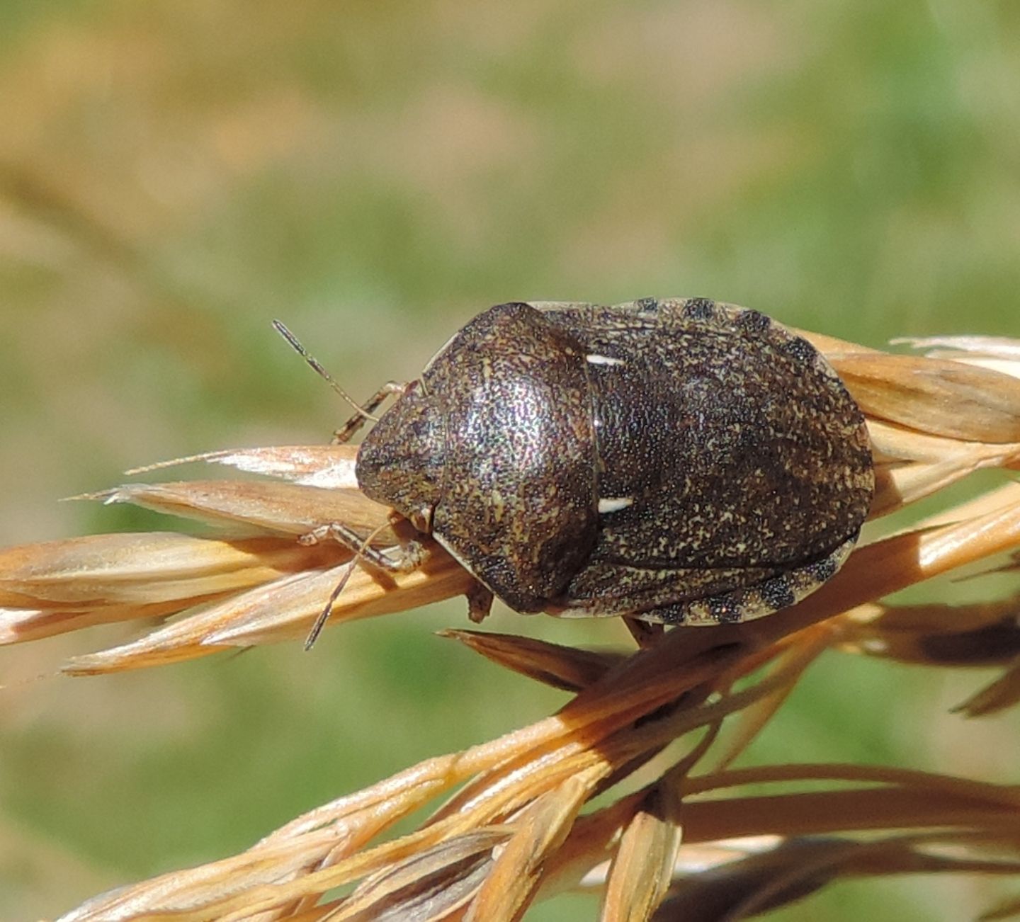 Scutelleridae:  Eurygaster maura?  S !