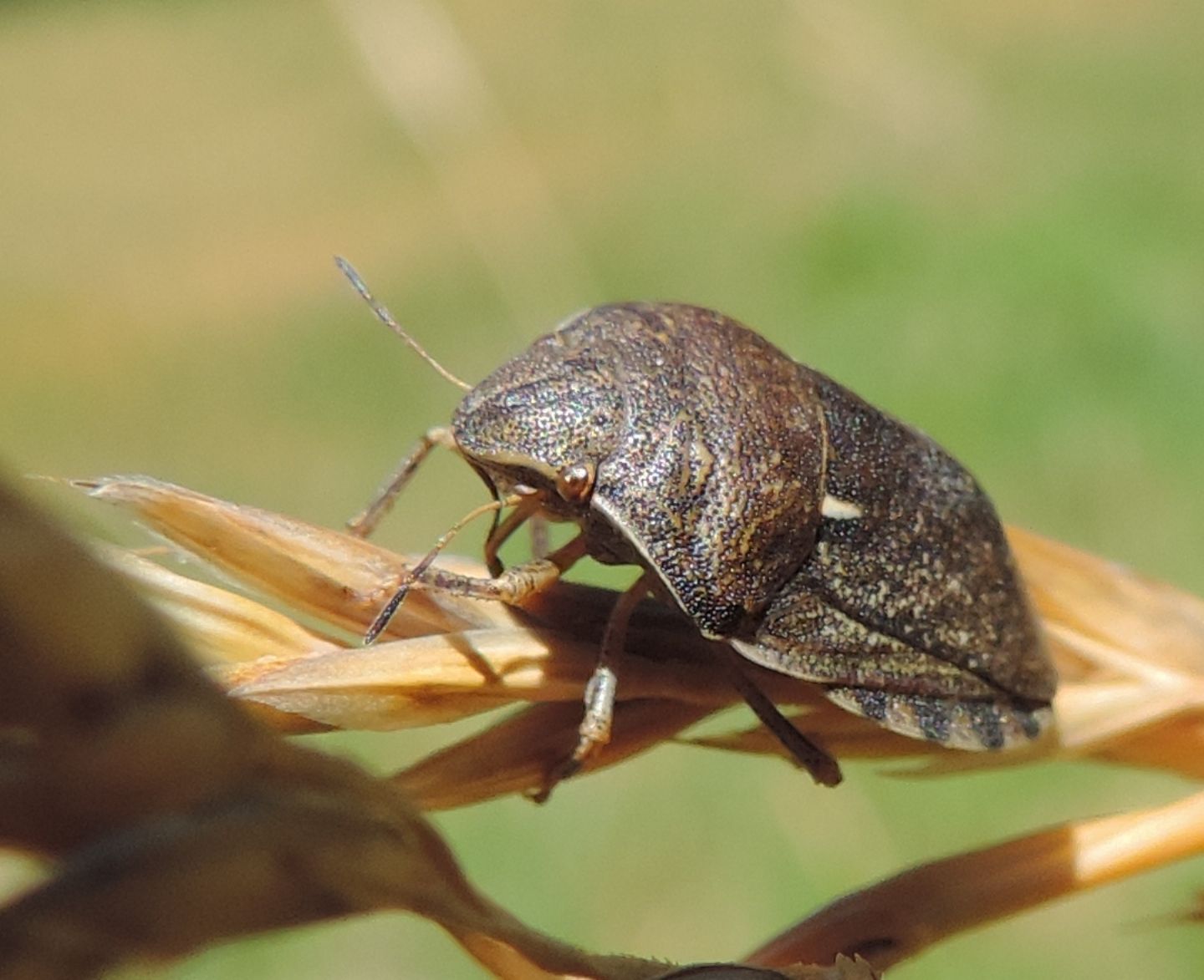 Scutelleridae:  Eurygaster maura?  S !