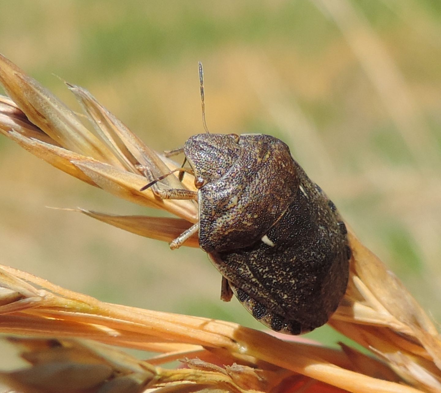 Scutelleridae:  Eurygaster maura?  S !