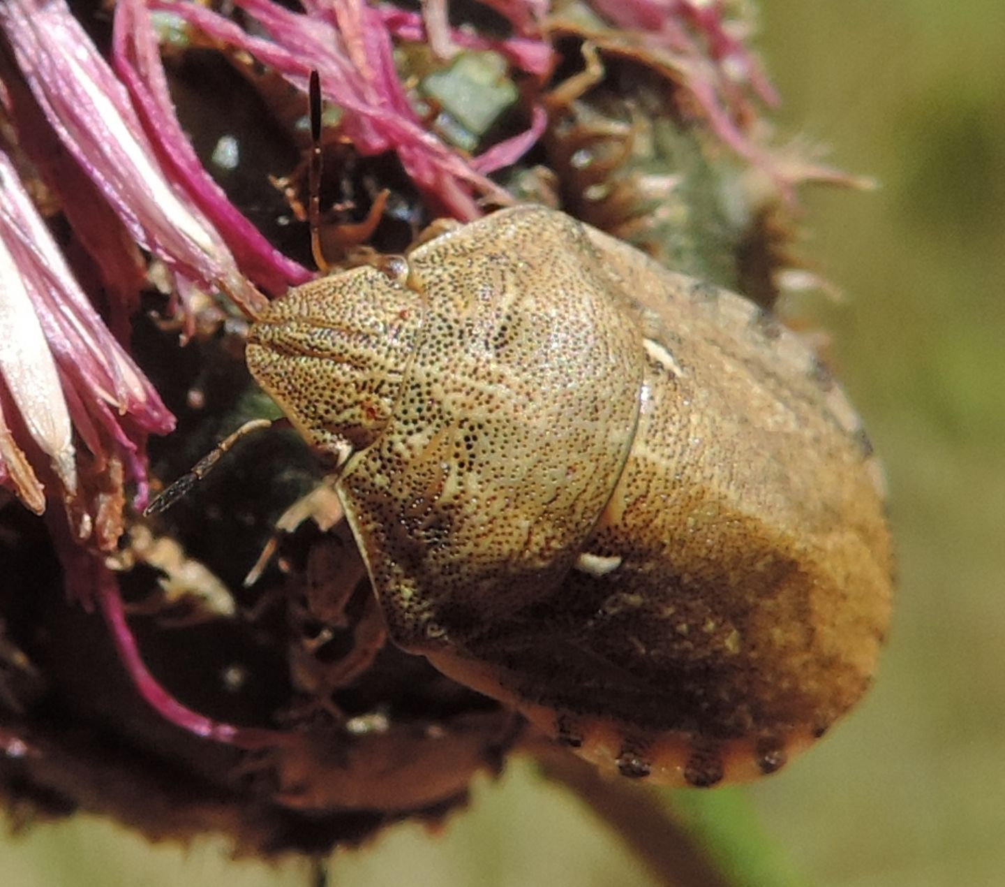 Scutelleridae:  Eurygaster maura?  S !