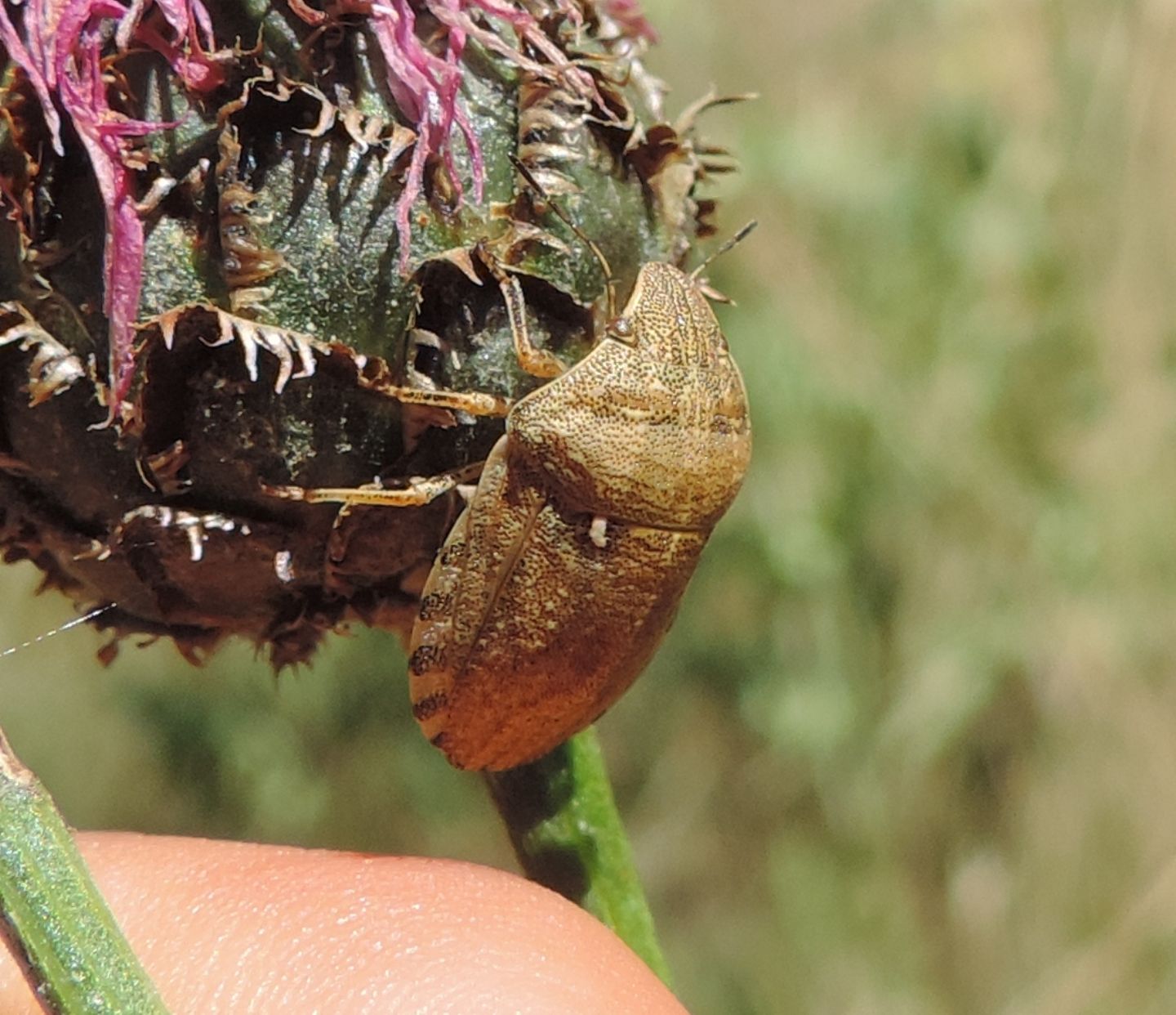 Scutelleridae:  Eurygaster maura?  S !