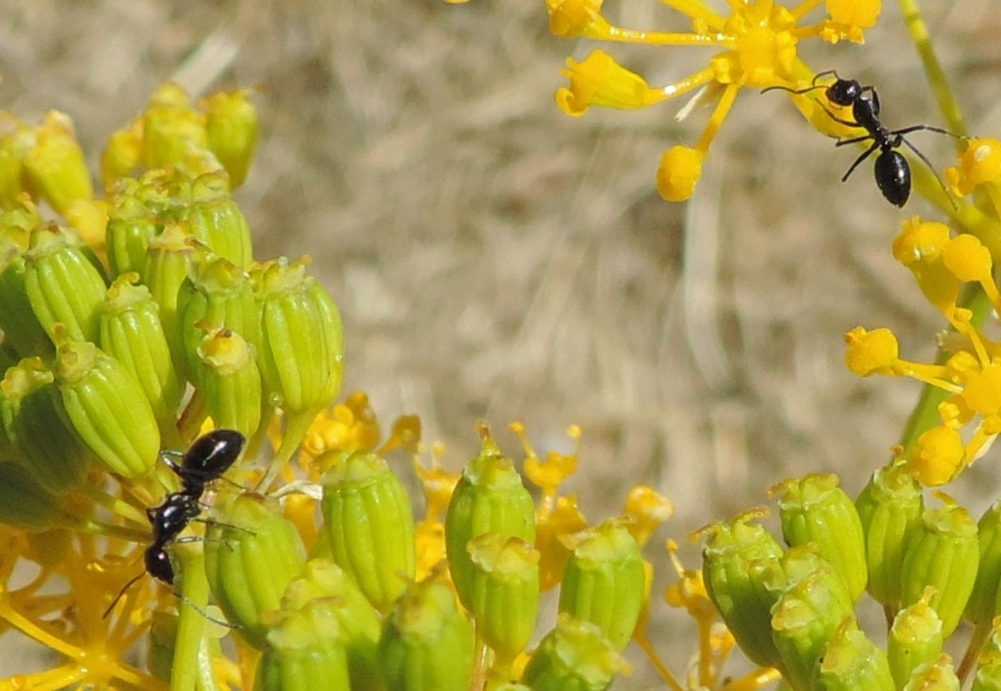 Formicidae: Camponotus sp. da identificare