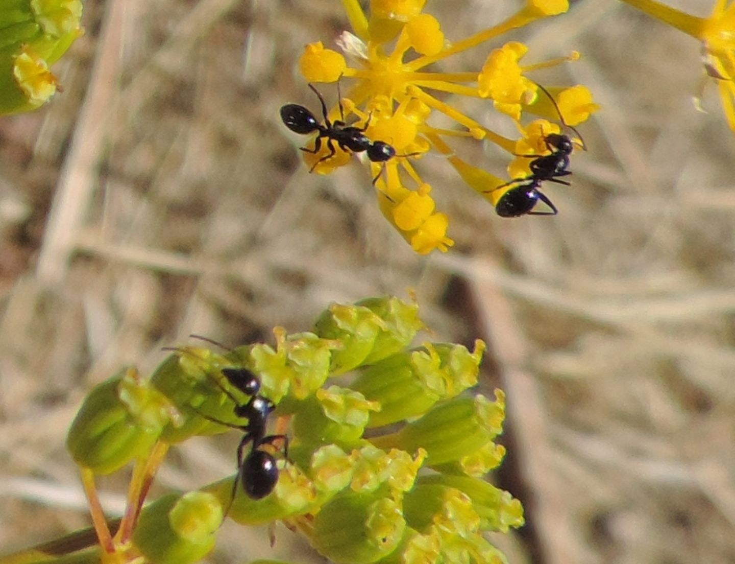 Formicidae: Camponotus sp. da identificare