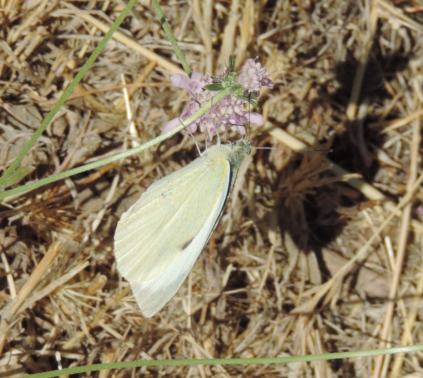 Pieris rapae? No, Pieris brassicae - Pieridae