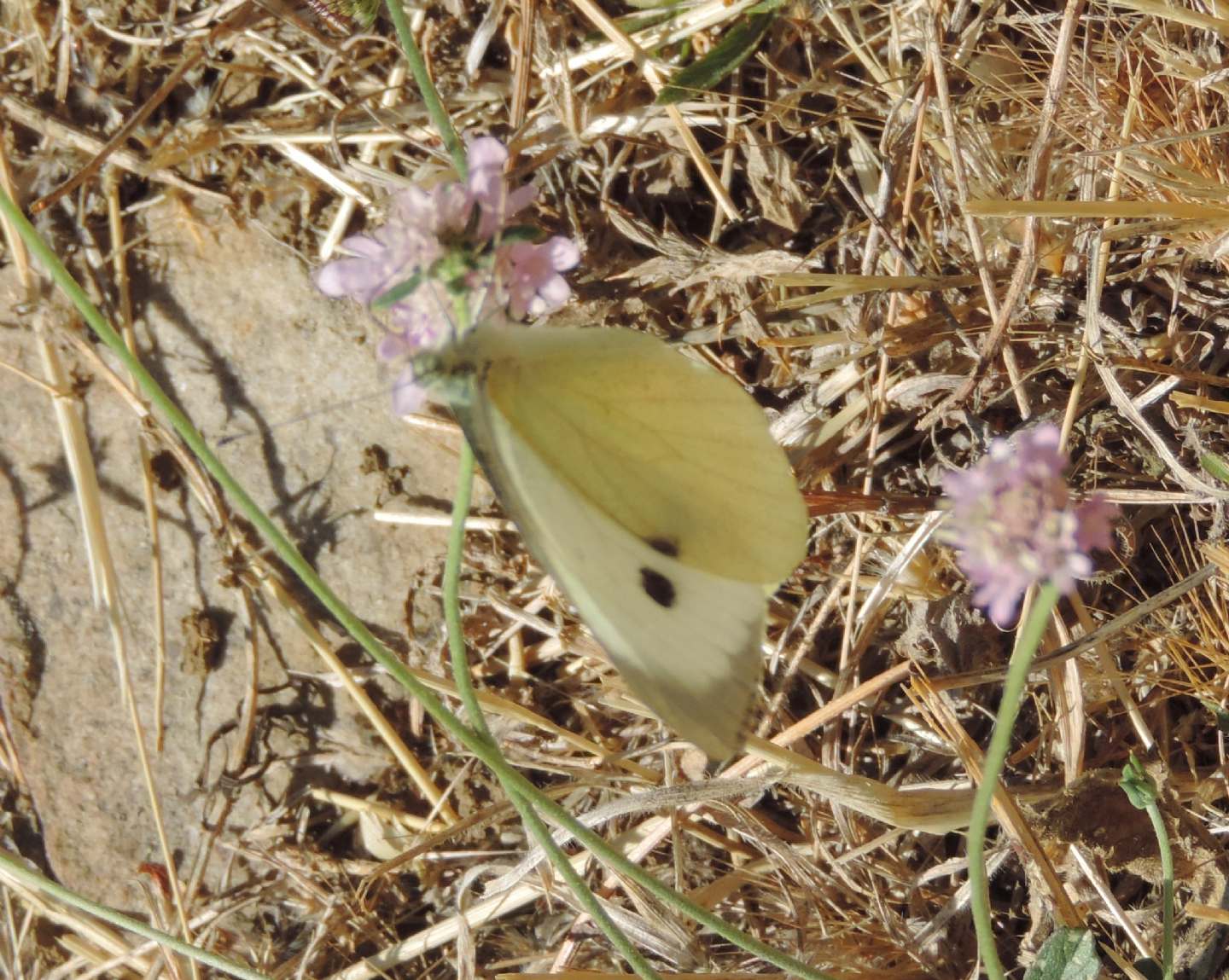 Pieris rapae? No, Pieris brassicae - Pieridae