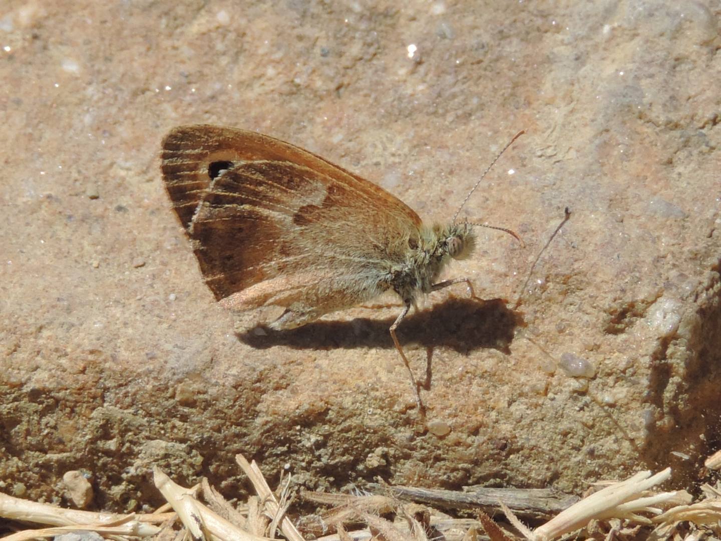 da identificare - Coenonympha pamphilus, Nymphalidae Satyrinae