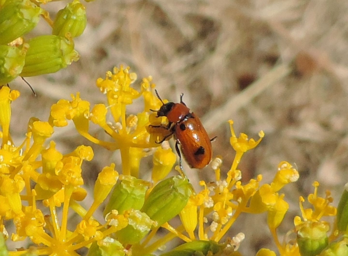 Chrysomelidae: Macrolenes dentipes