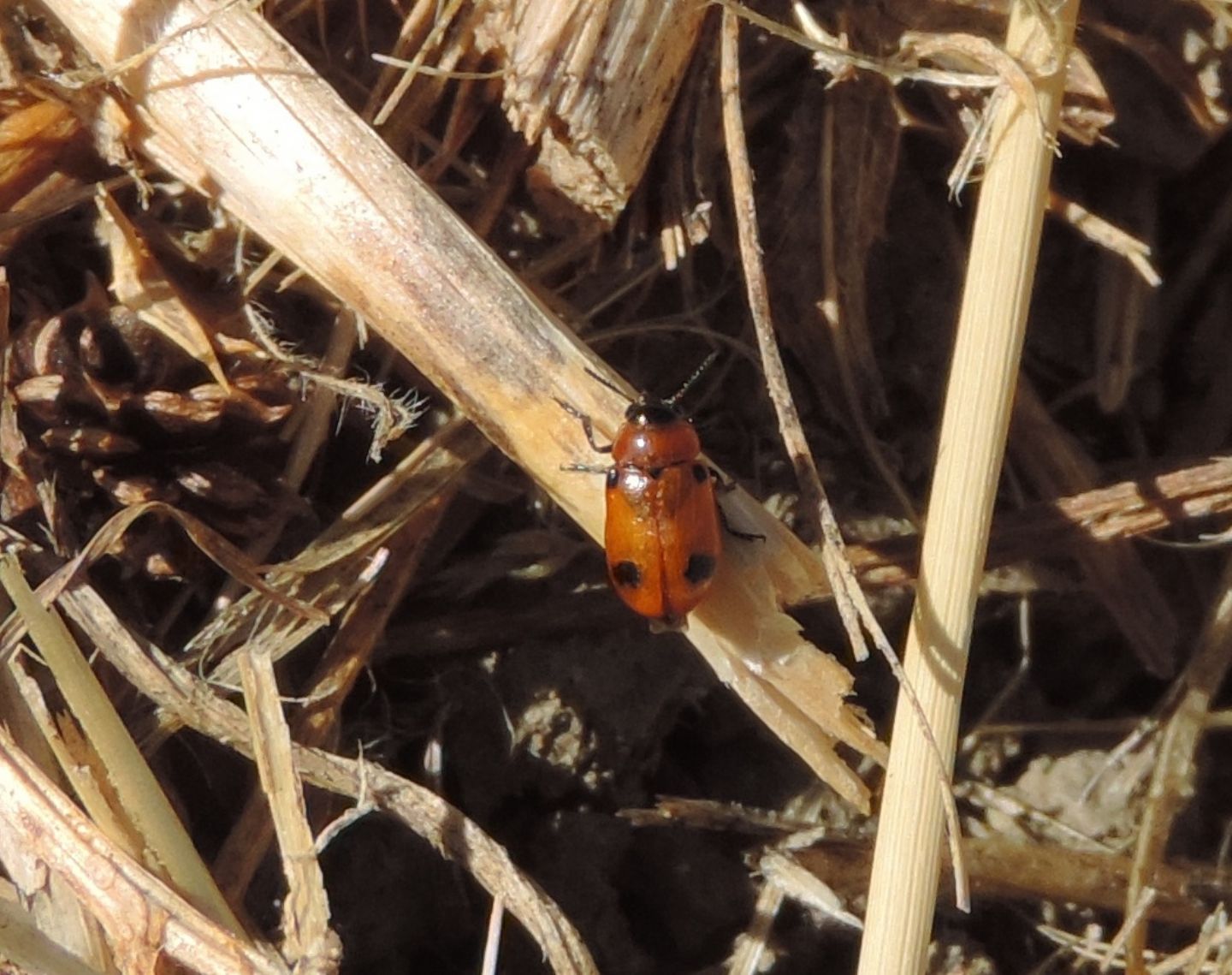 Chrysomelidae: Macrolenes dentipes