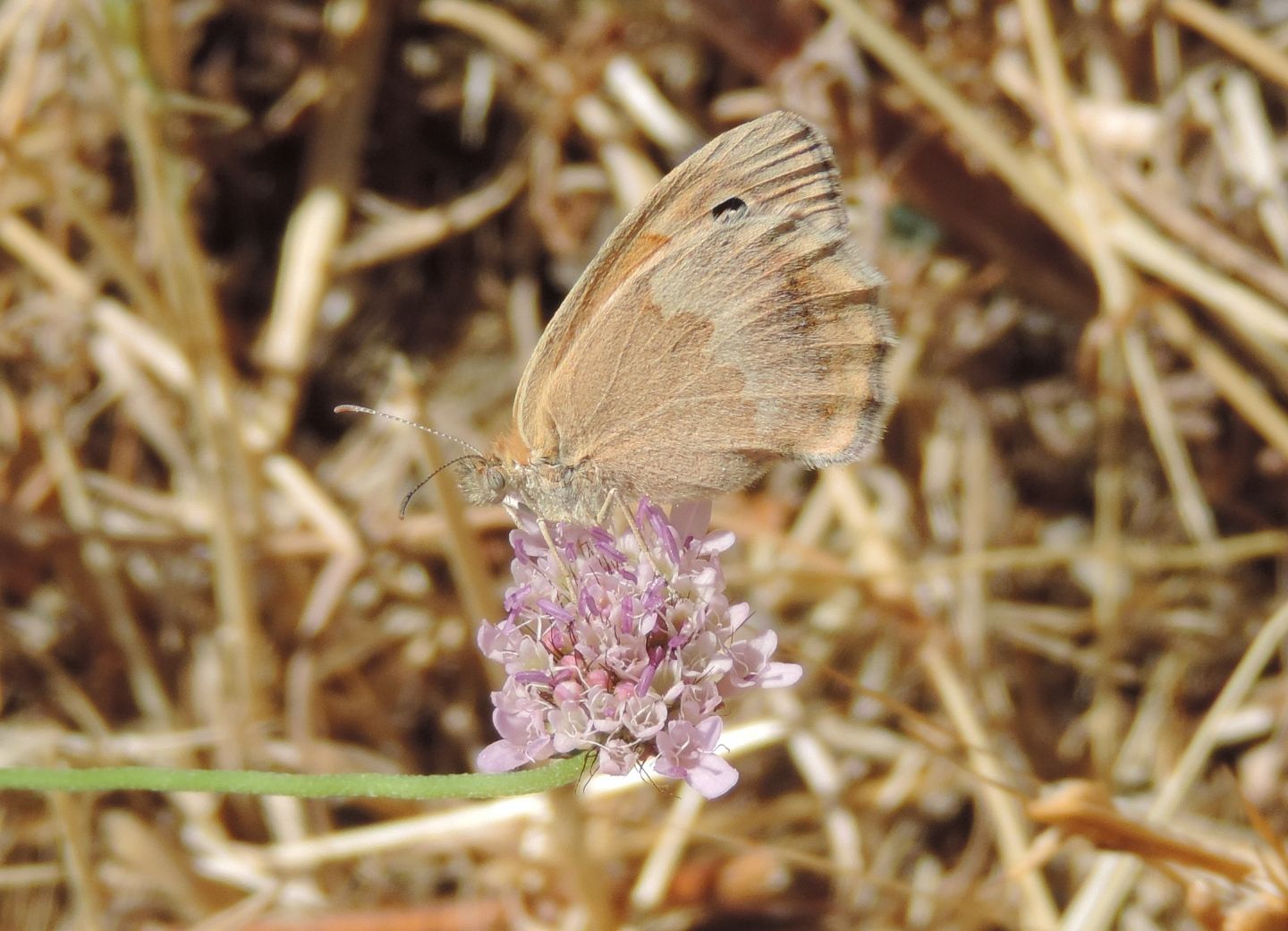 ancora Coenonypha? S, Coenonympha pamphilus, Nymphalidae