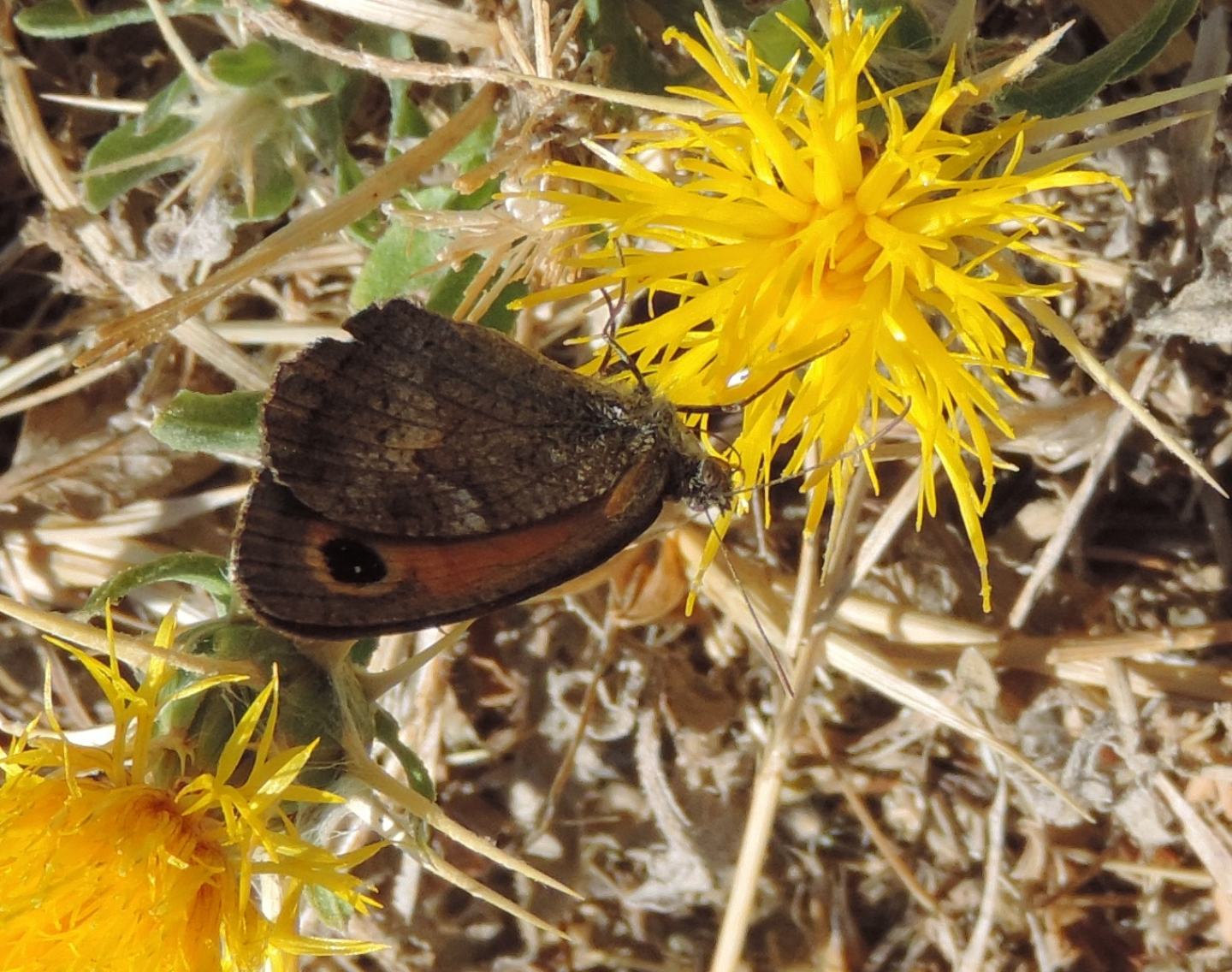 Hipparchia? No, Pyronia (Idata) cecilia, Nymphalidae