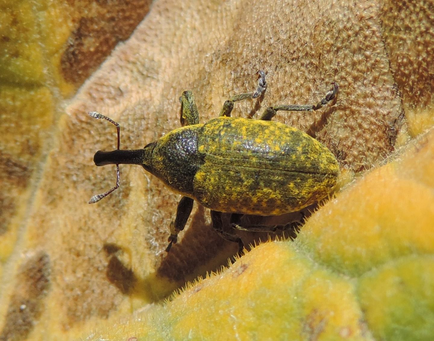 Curculionidae:  Larinus sturnus su Cirsium scabrum